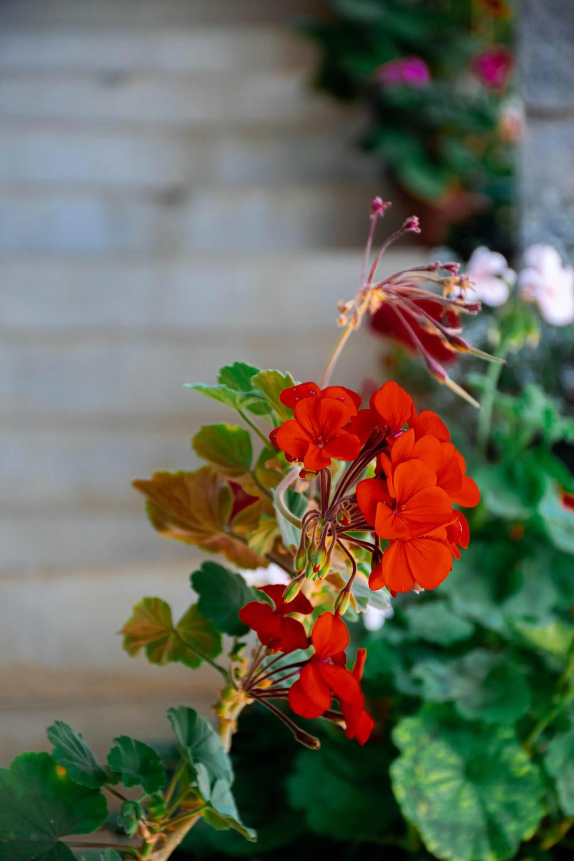 Decorative detail in MANUDI Glenfallsedge Rest