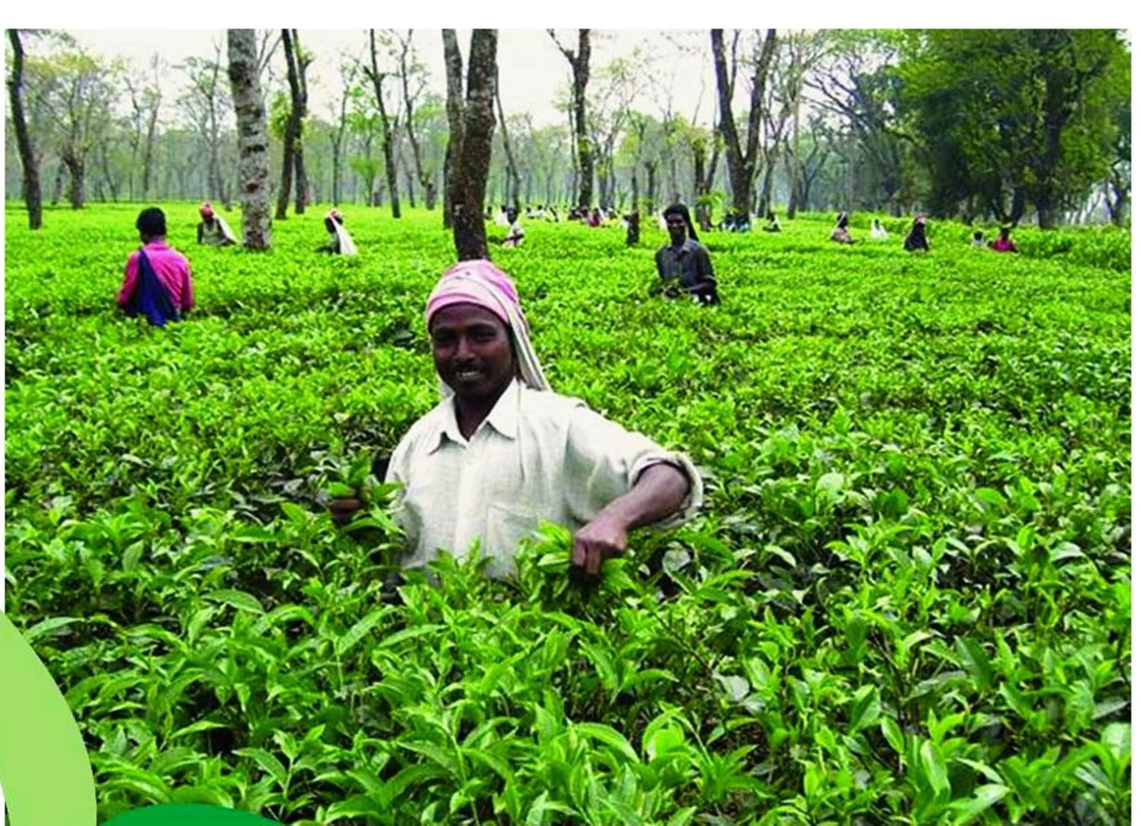 Nearby landmark in The Riverwood Forest Retreat Dooars - fully vaccinated staff