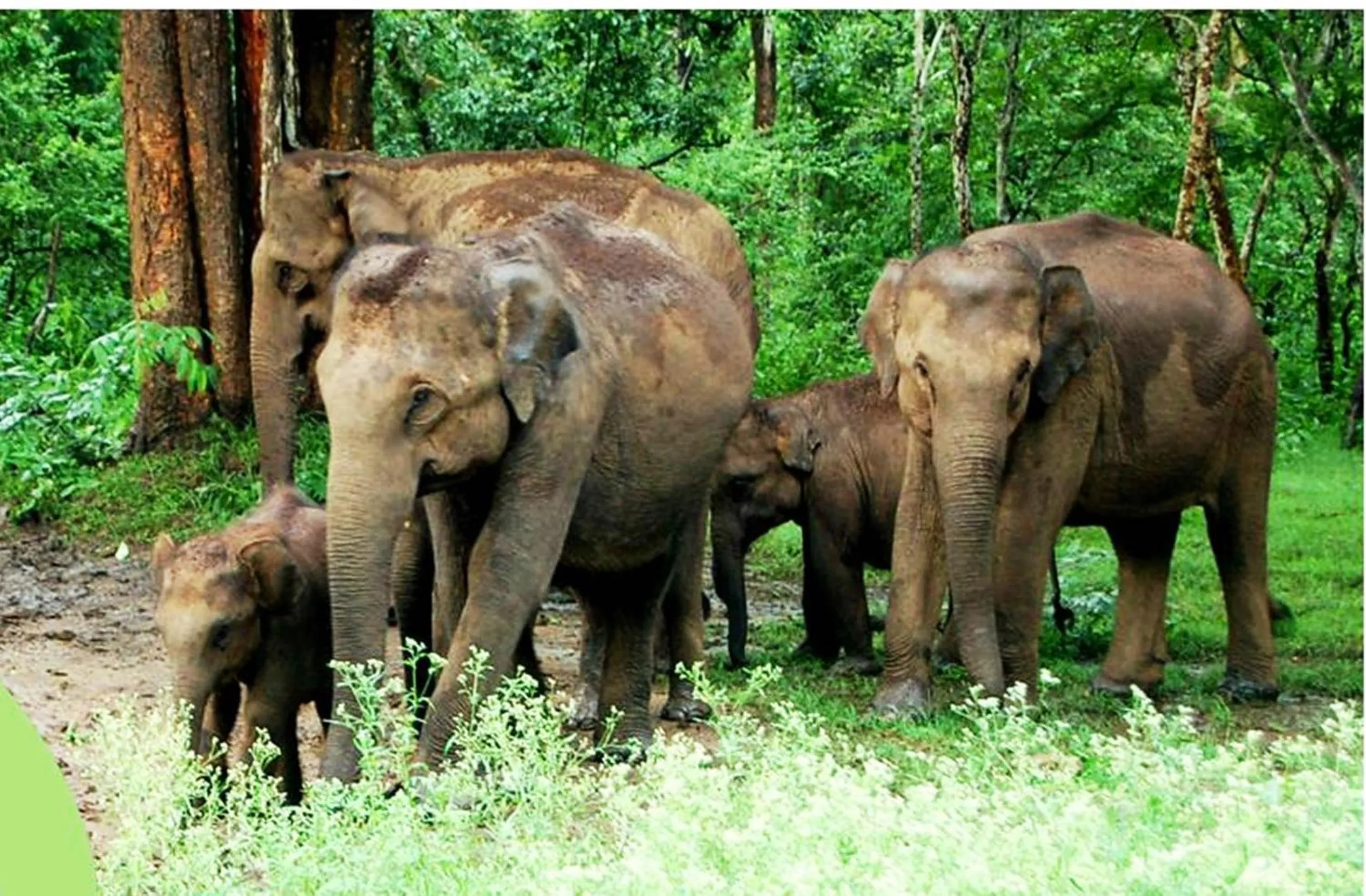 Animals in The Riverwood Forest Retreat Dooars - fully vaccinated staff