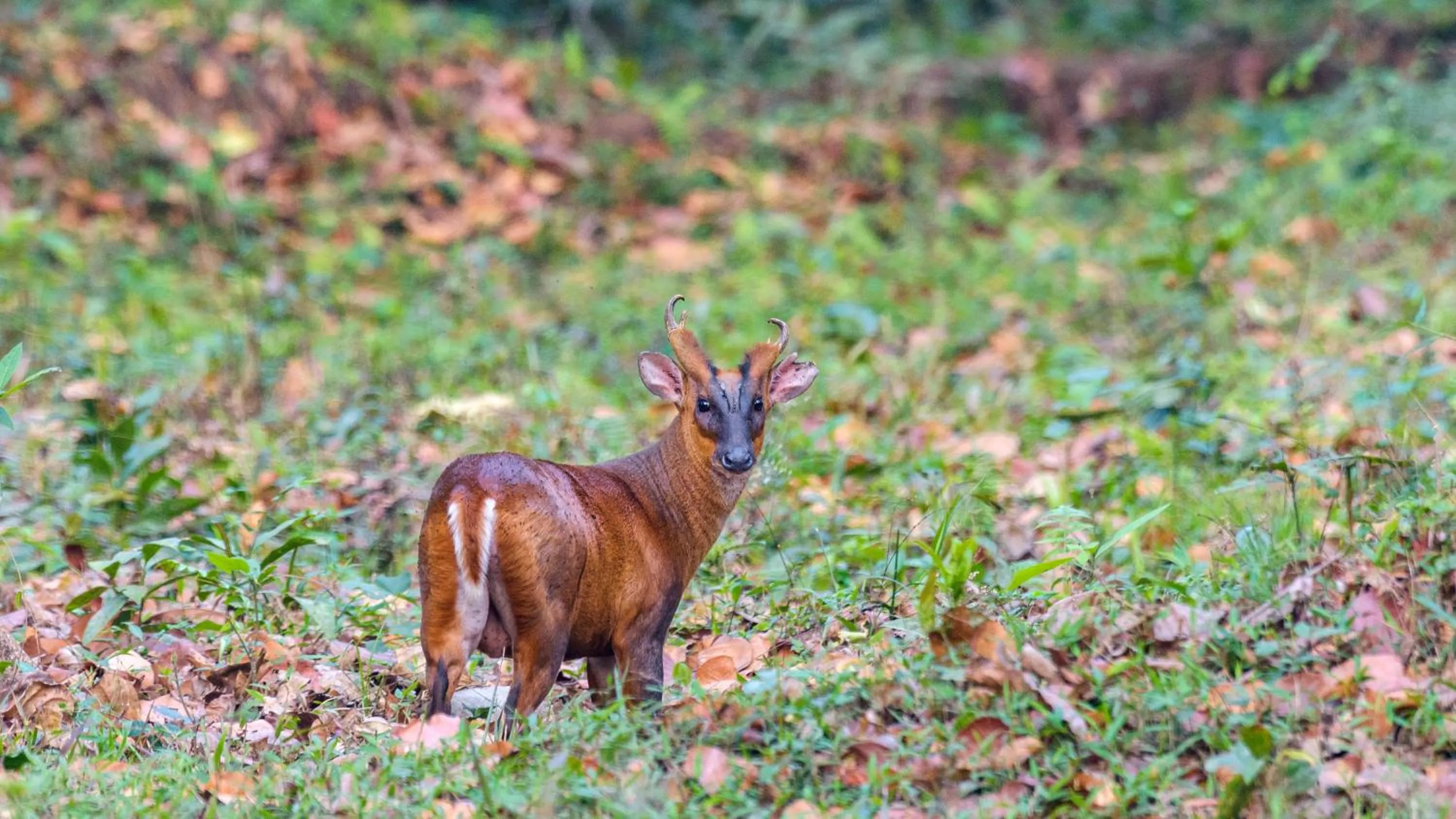 Animals in The Riverwood Forest Retreat Dooars - fully vaccinated staff