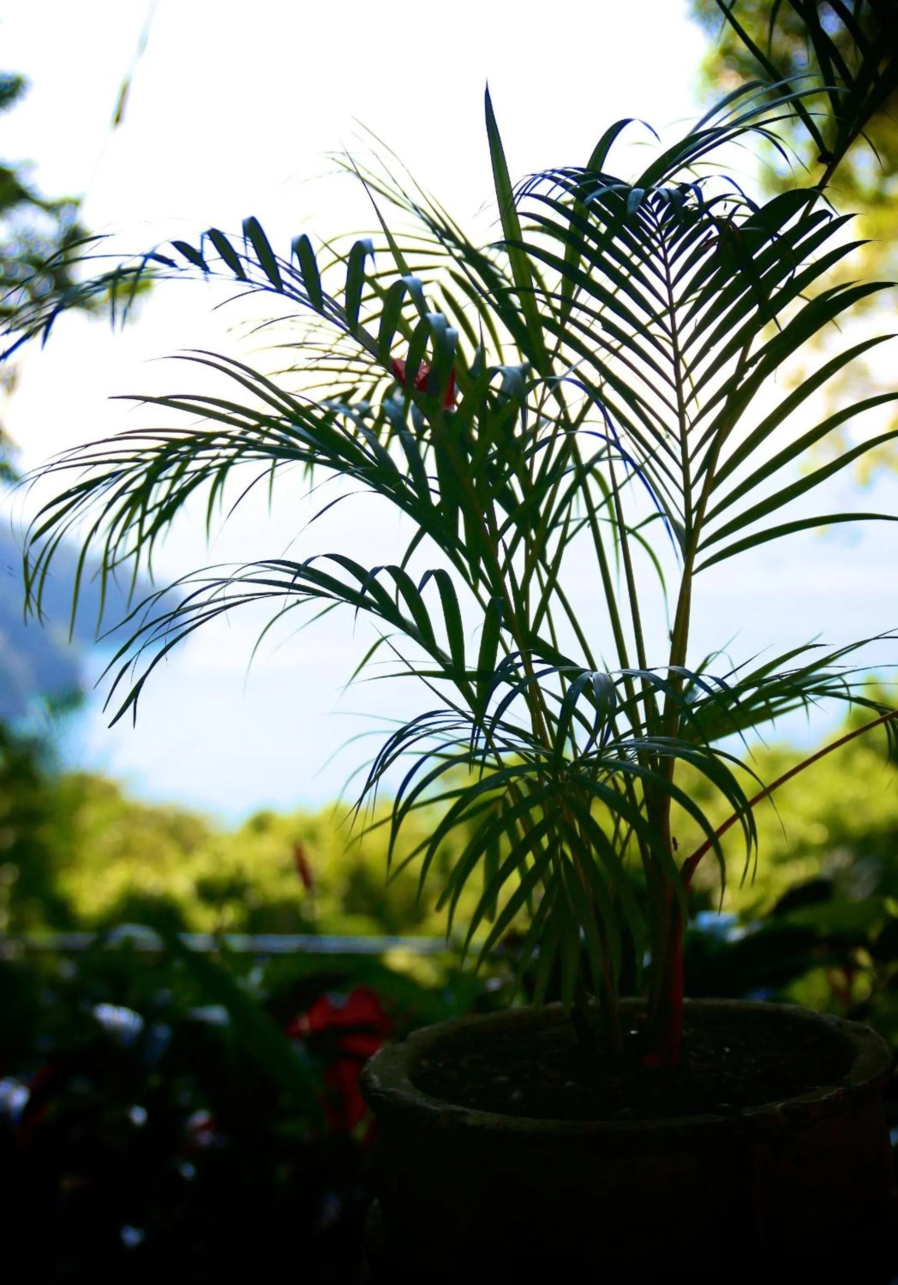 Garden in Mango Moon Villa