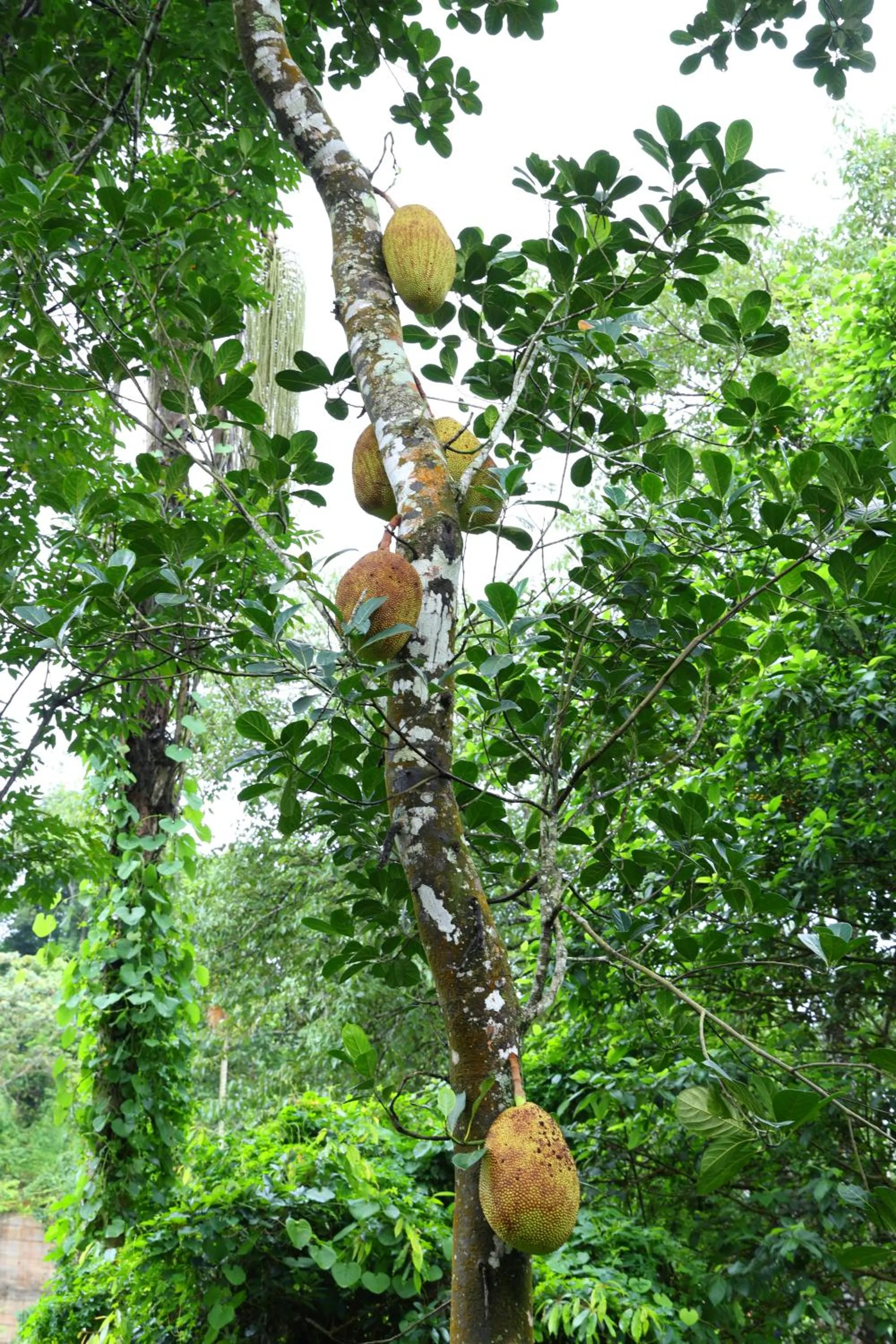 Spring in Bay View Suites, Vythiri, Wayanad