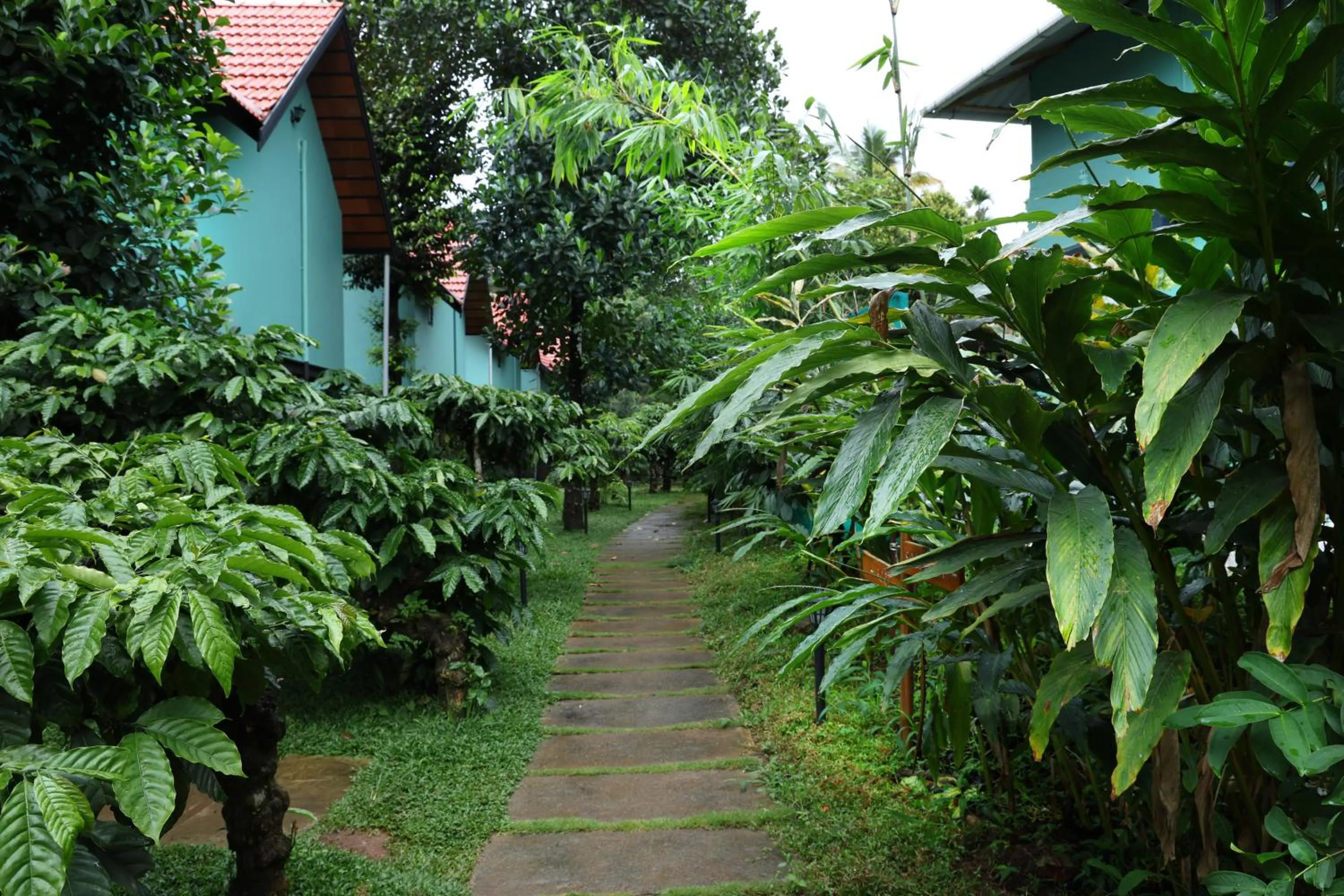 Natural landscape in Bay View Suites, Vythiri, Wayanad