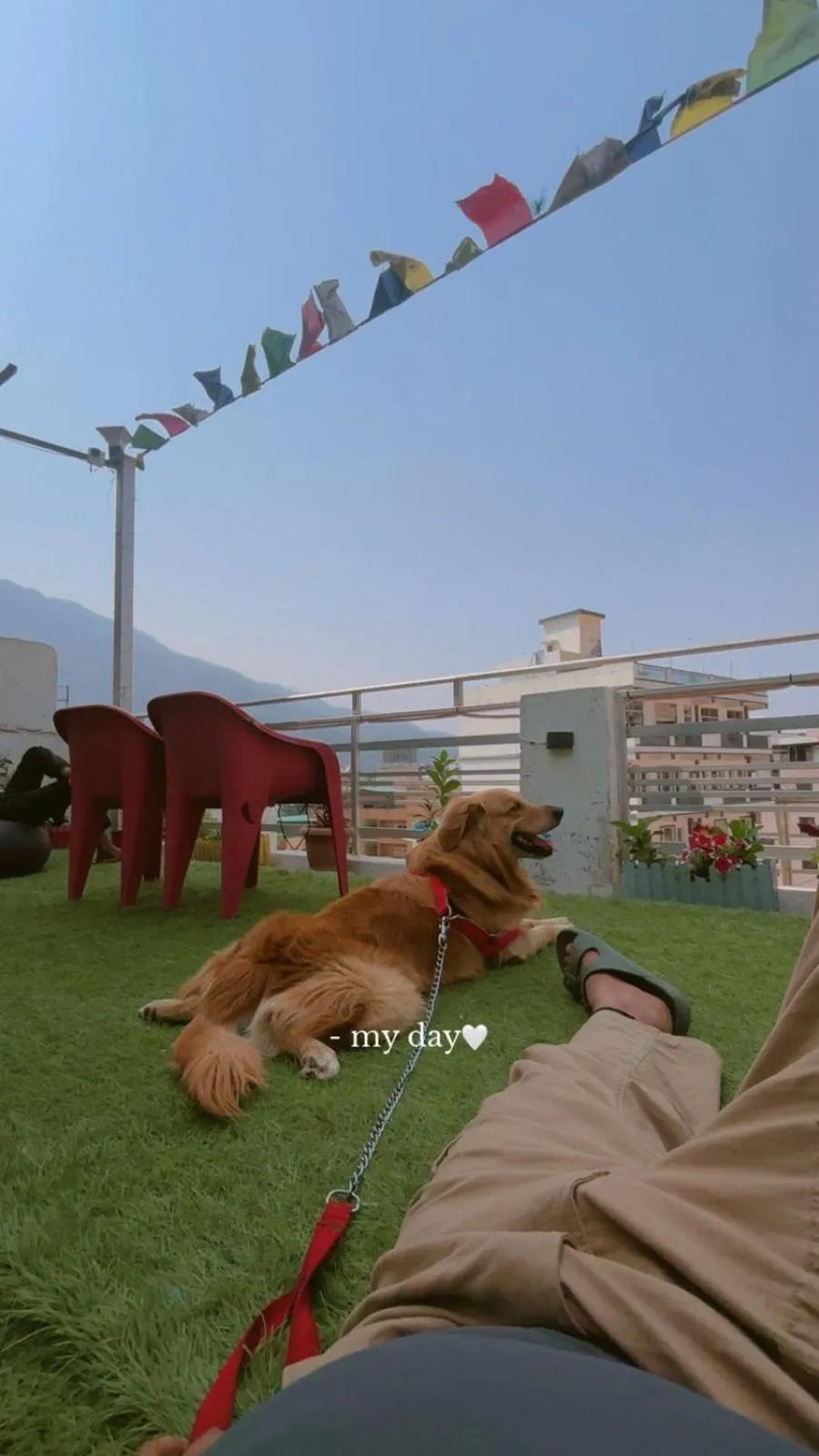 Pets in Urban Loft Hostel