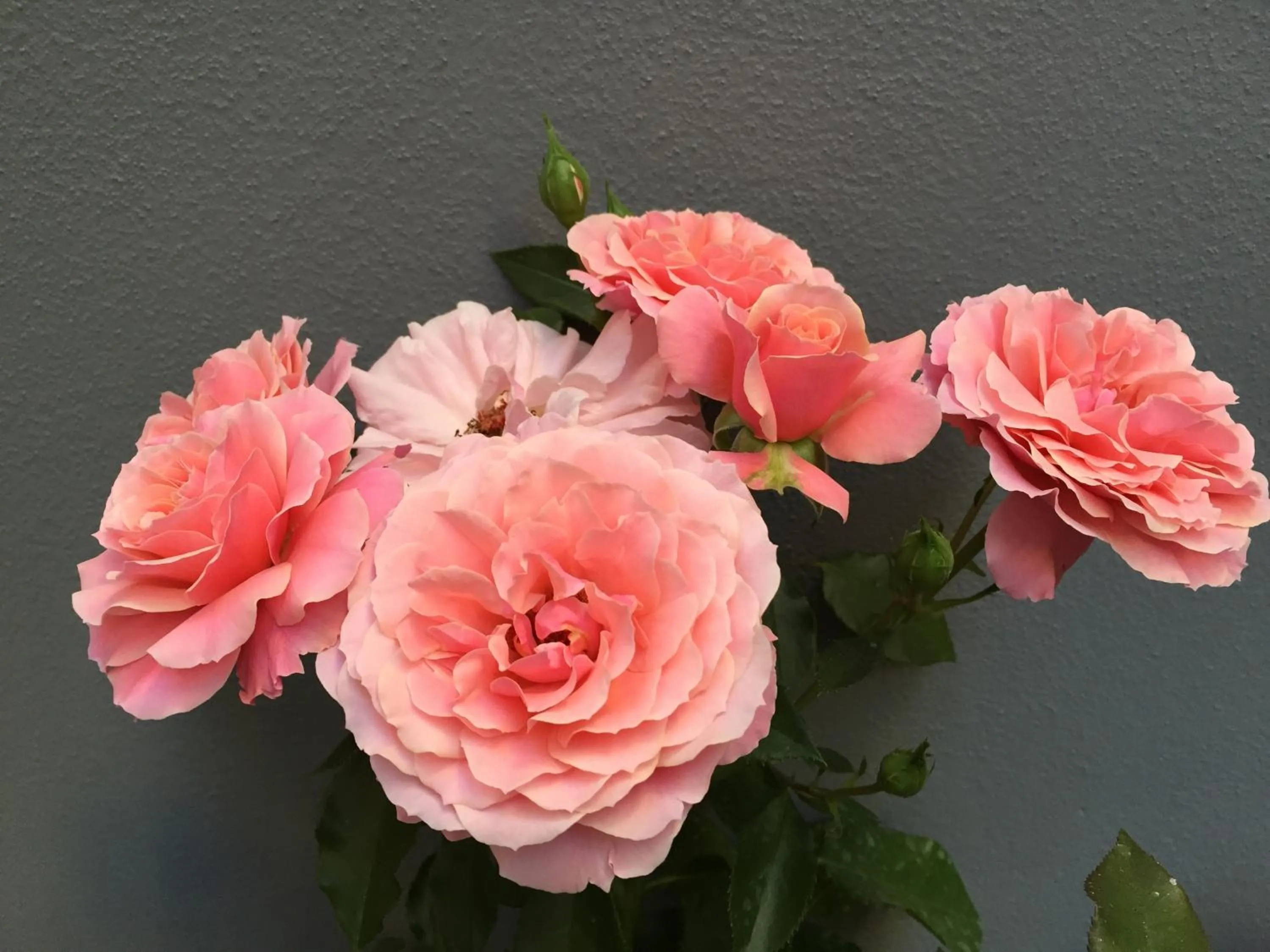 Garden view in B&B Civico Cinque