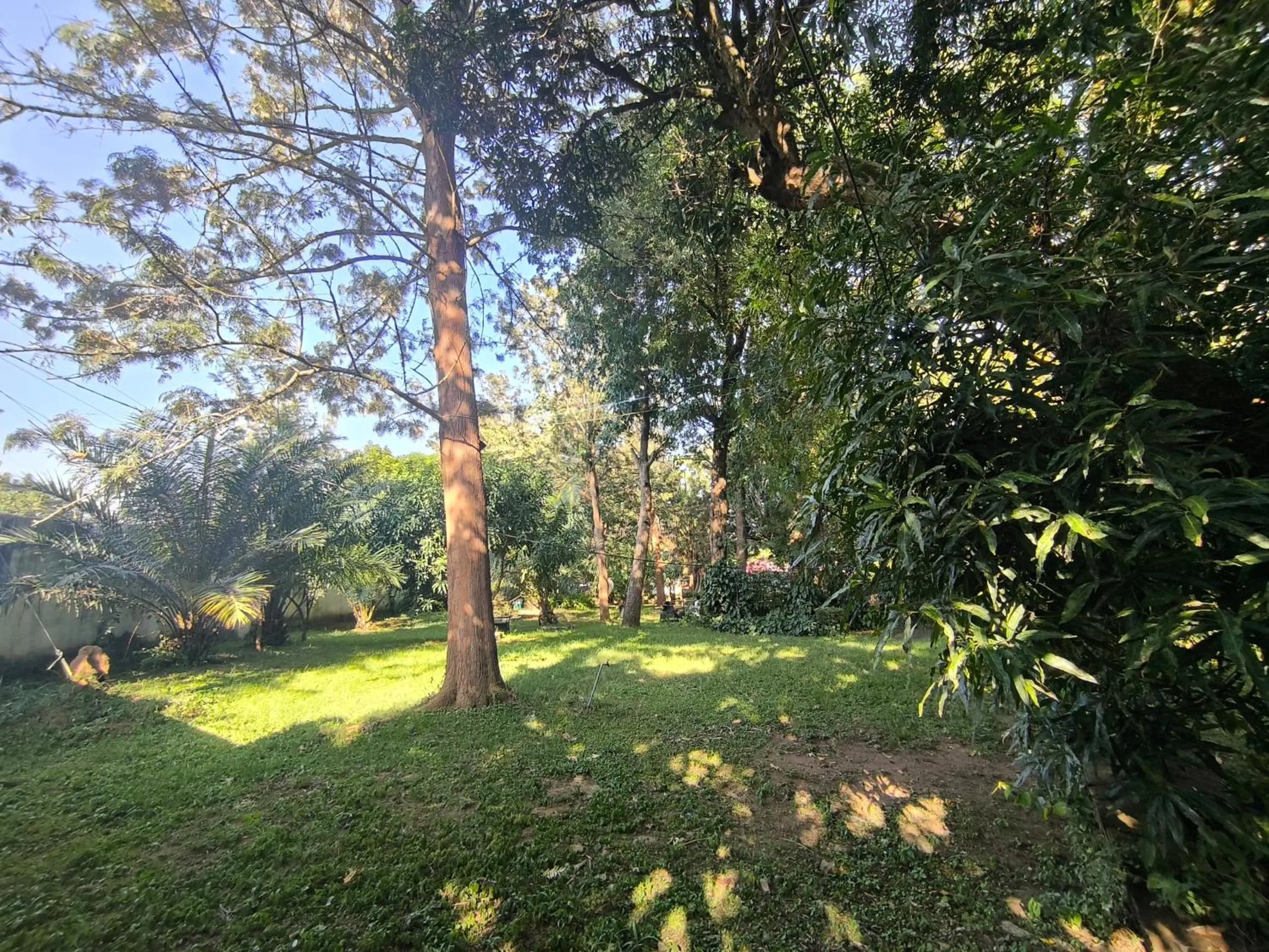 Garden in Olivia Guesthouse