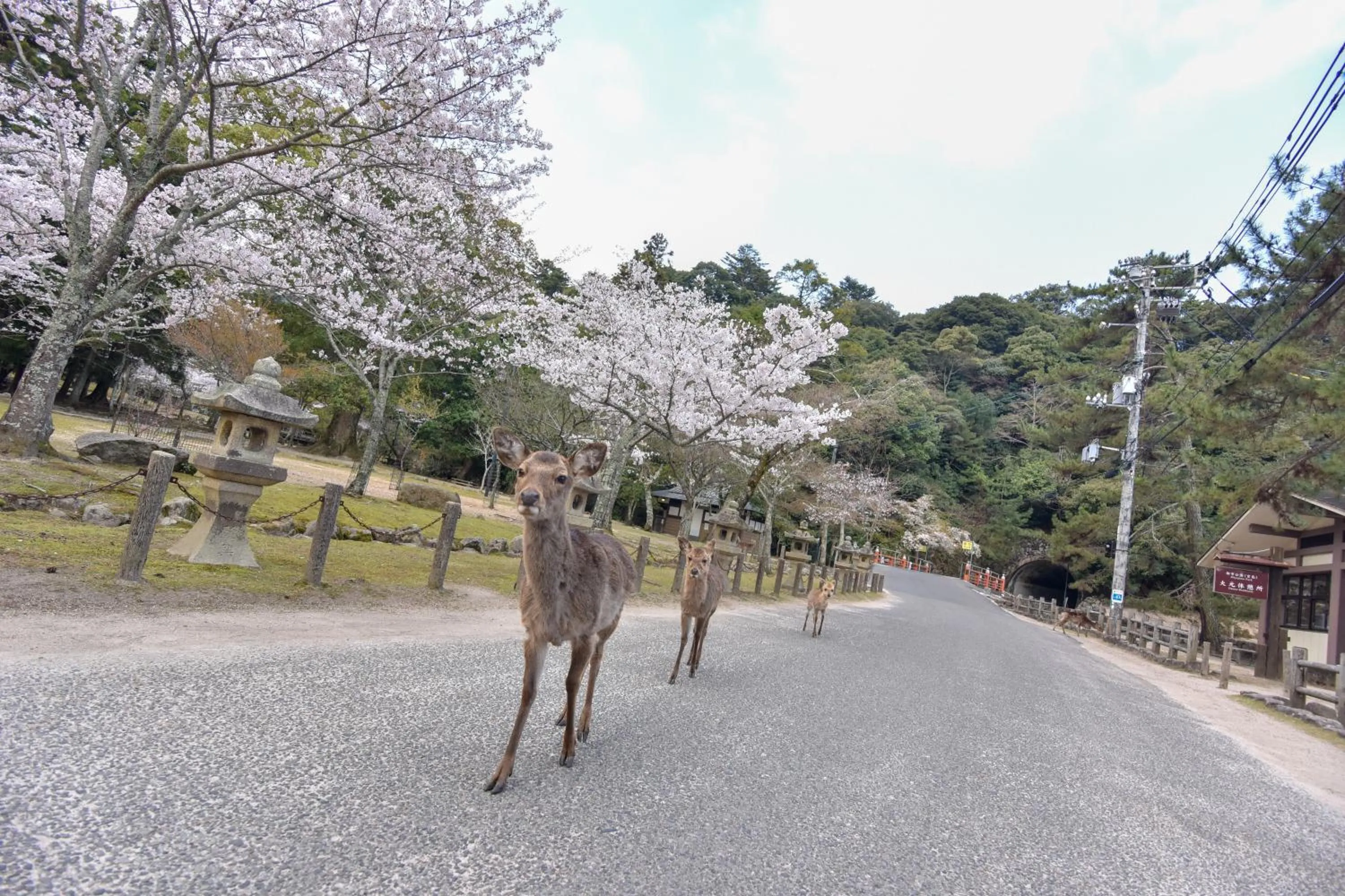 Neighbourhood in Miyajima Morinoyado