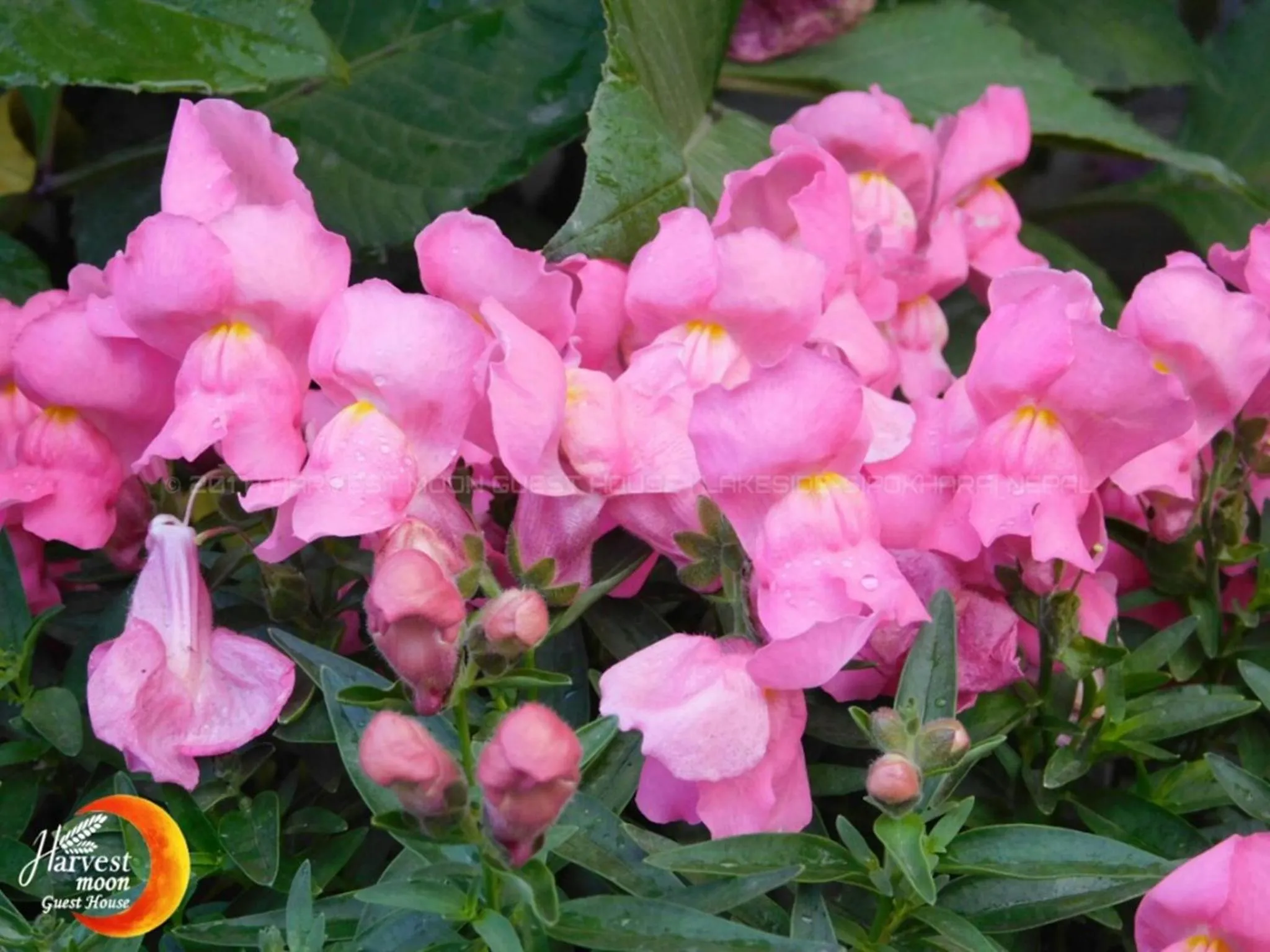 Garden in Harvest Moon Guest House