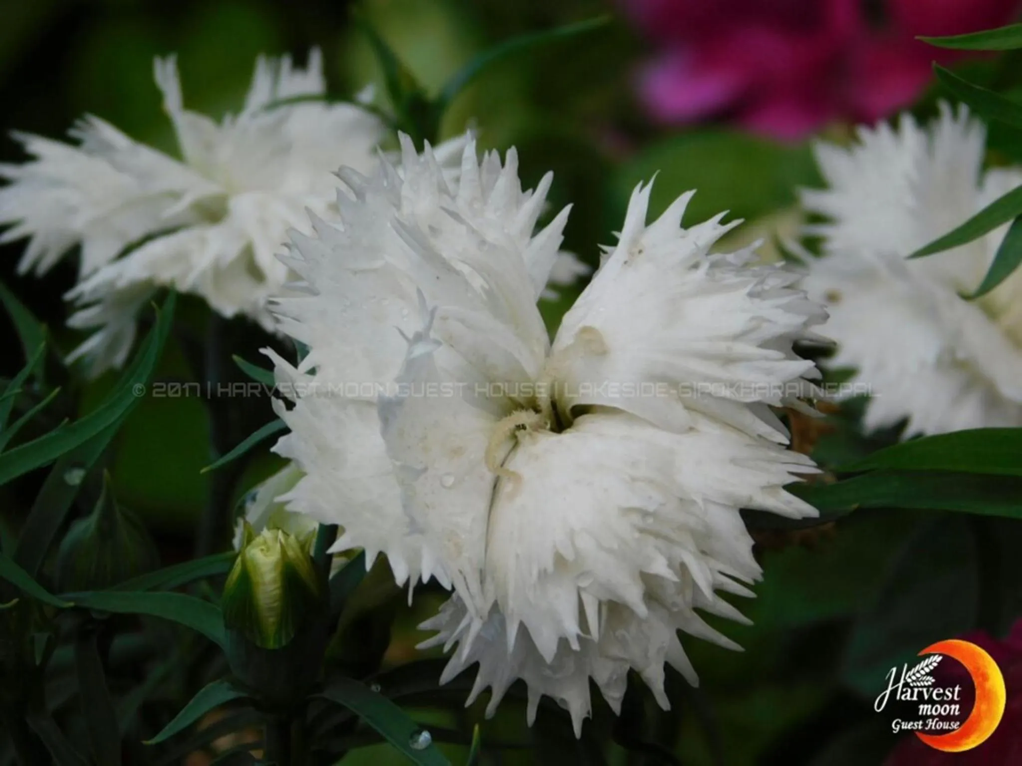 Garden in Harvest Moon Guest House