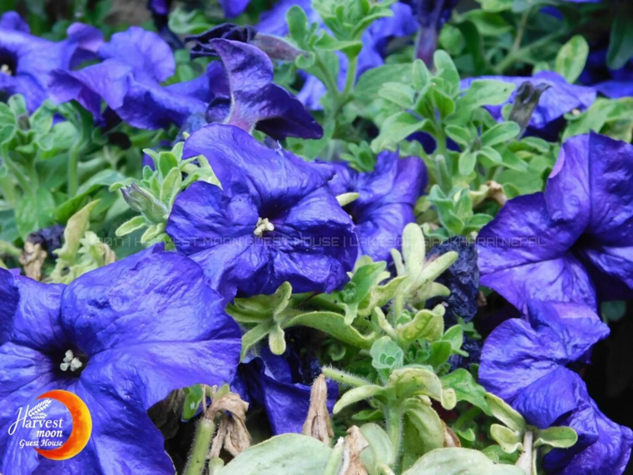 Garden in Harvest Moon Guest House