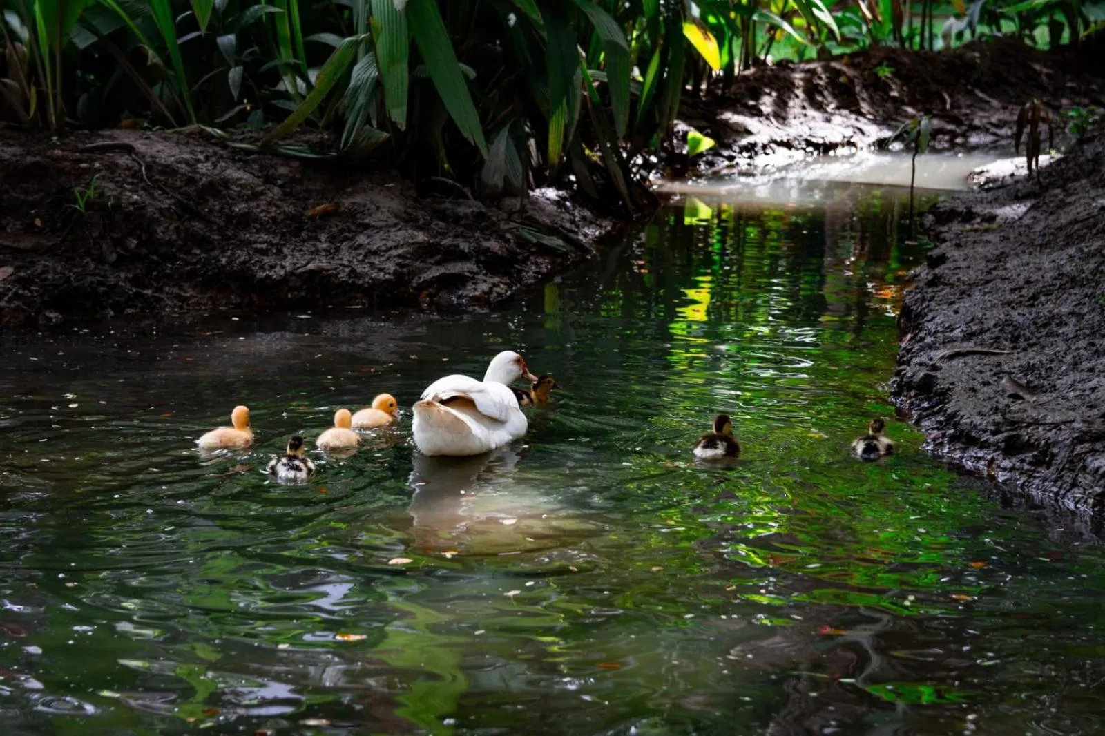 Finca Hotel La Estancia