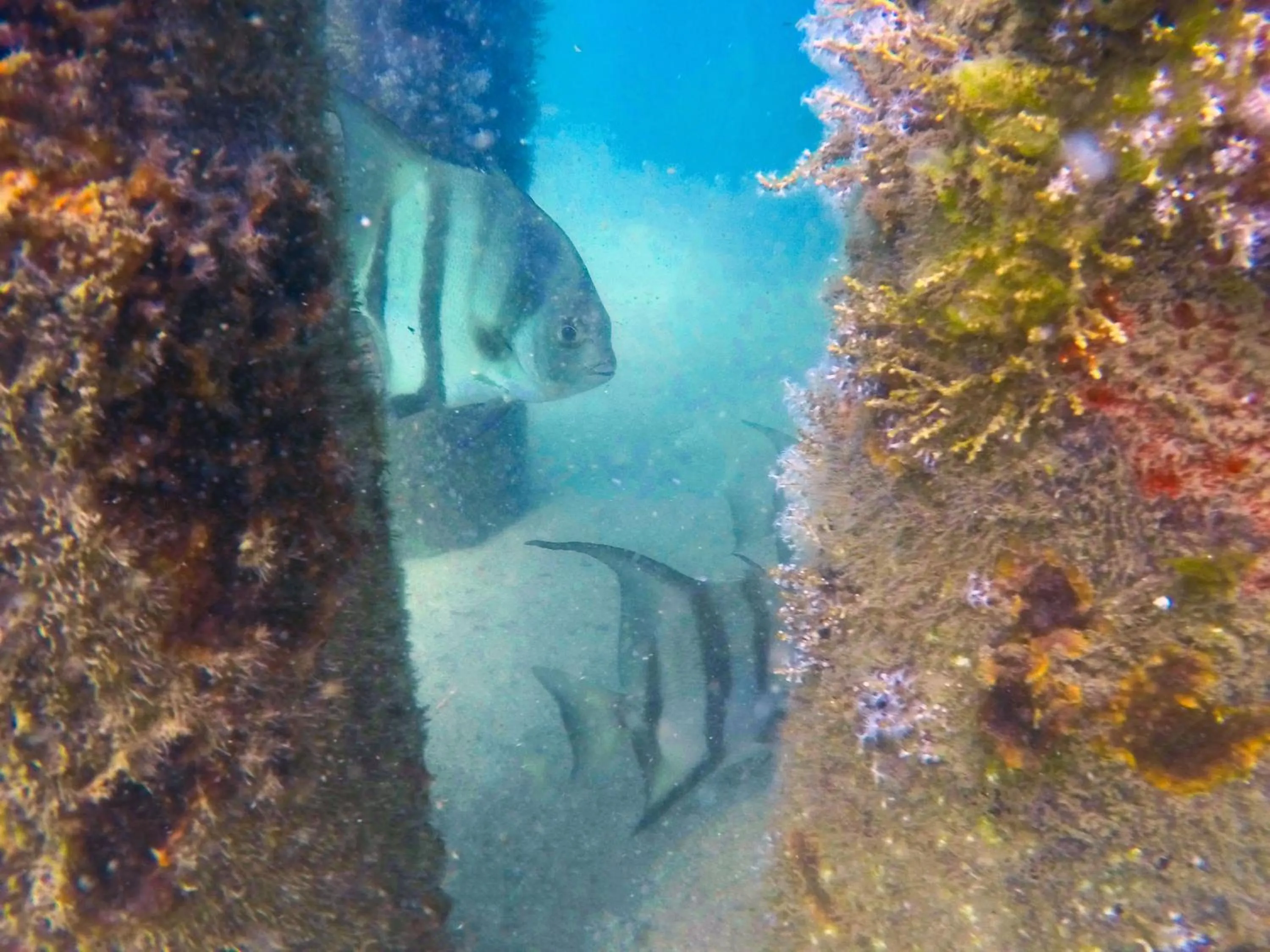 Animals in Palmento Grove Garifuna Eco-Cultural & Healing Institute
