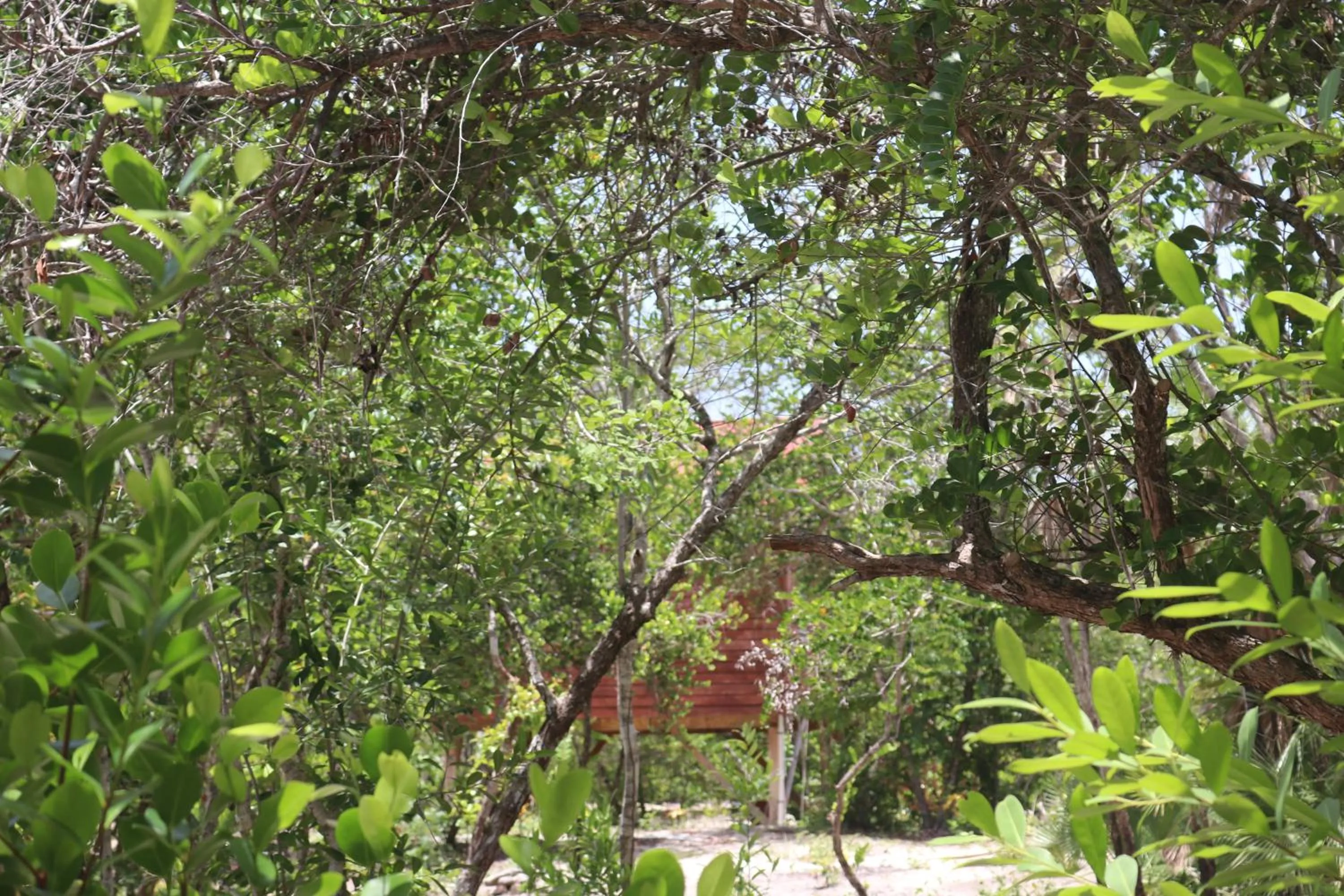 Natural landscape in Palmento Grove Garifuna Eco-Cultural & Healing Institute