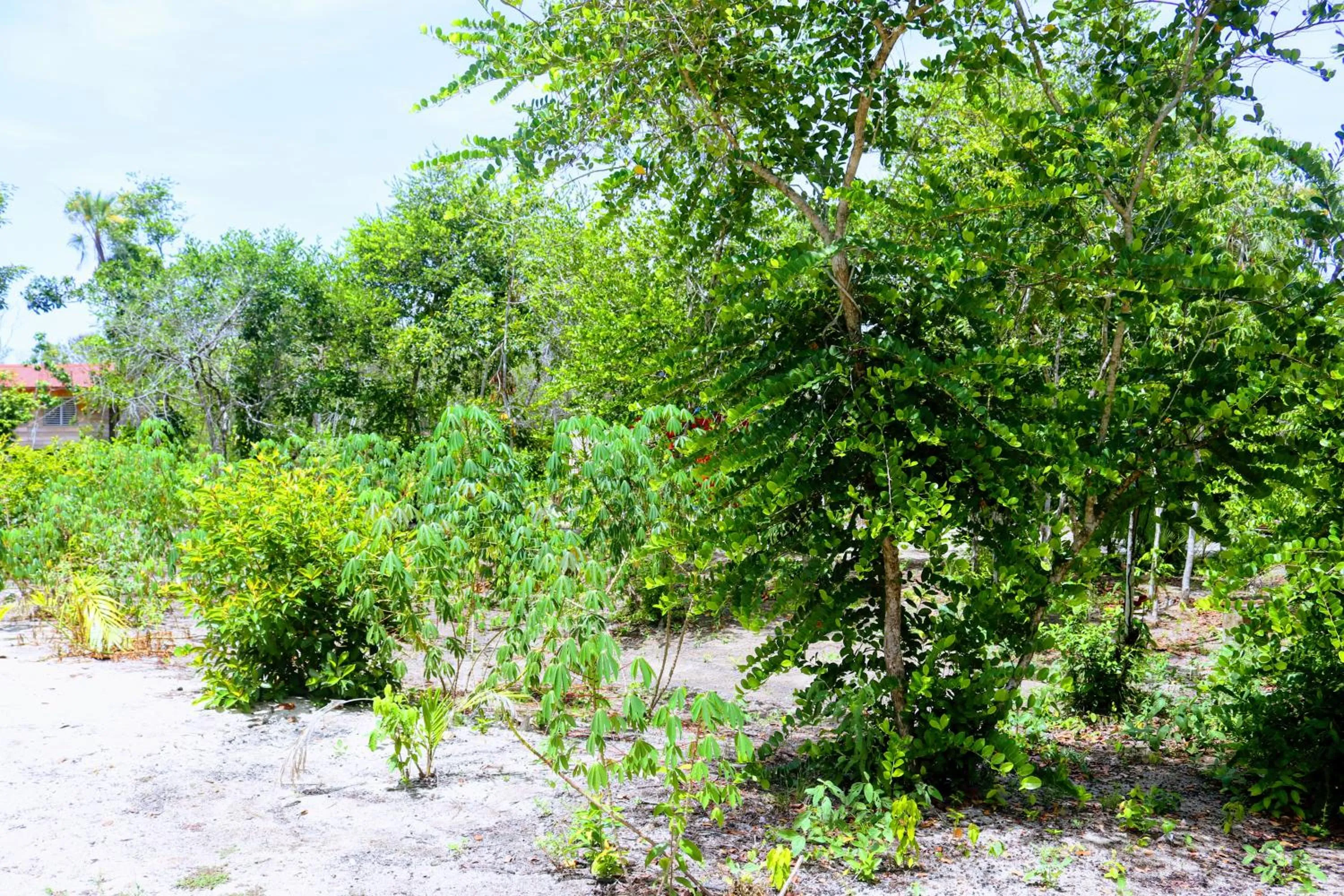 Natural landscape in Palmento Grove Garifuna Eco-Cultural & Healing Institute