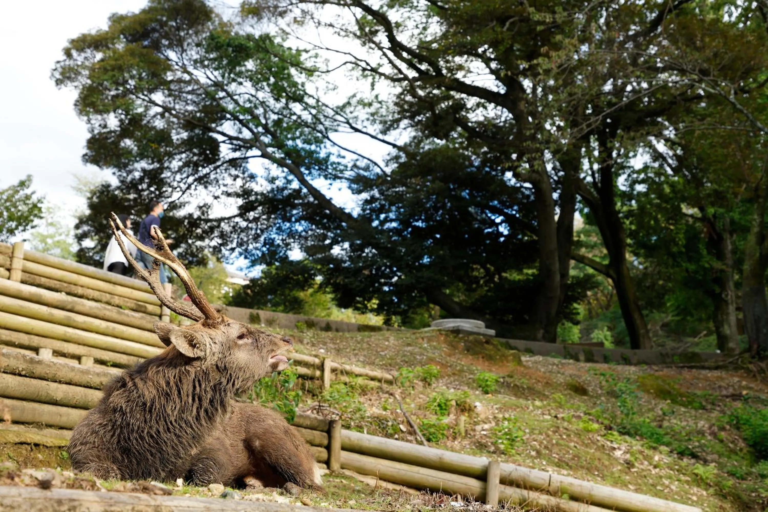 Day in VILLA COMMUNICO,Nara