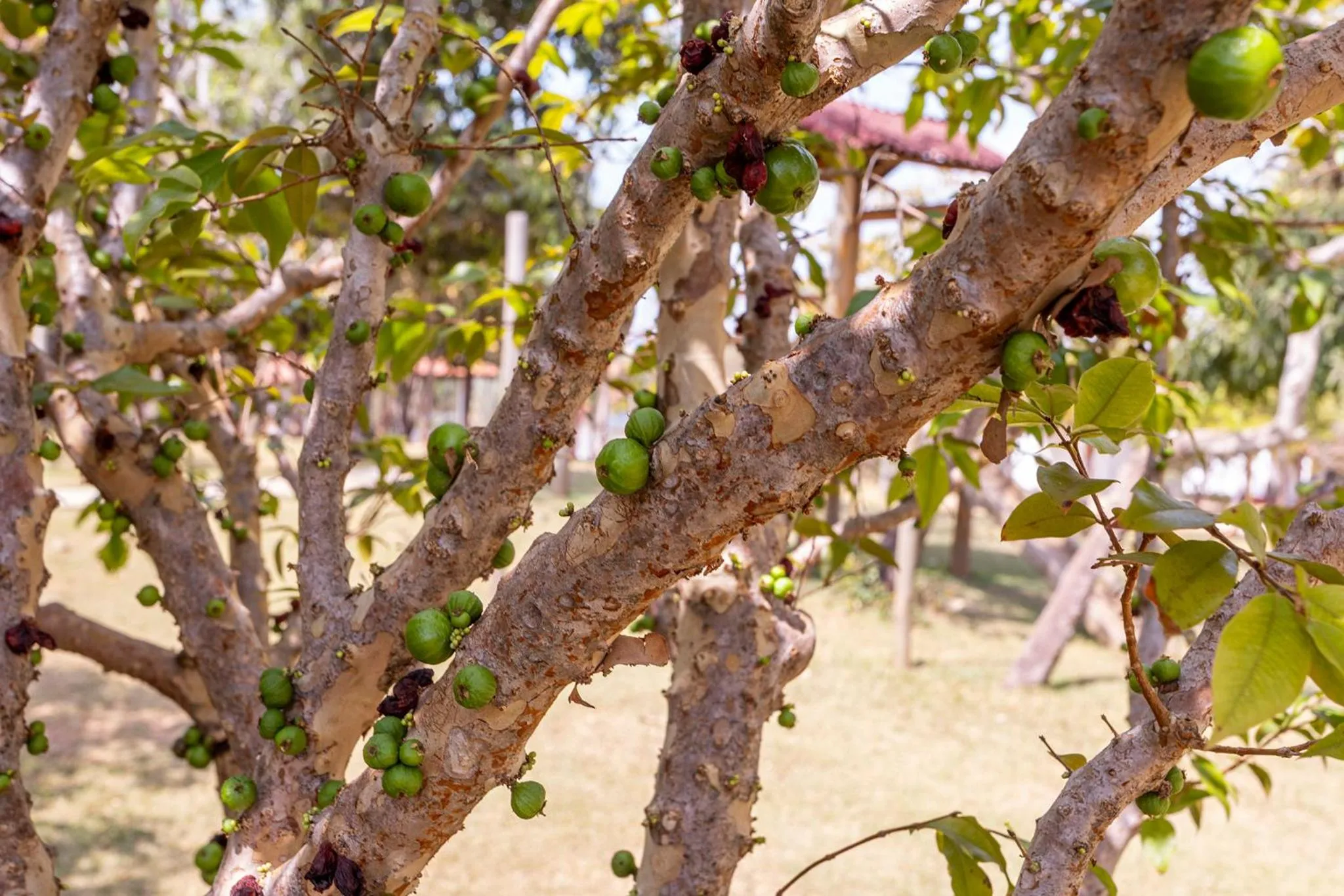 Garden in Pousada Vereda da Serra
