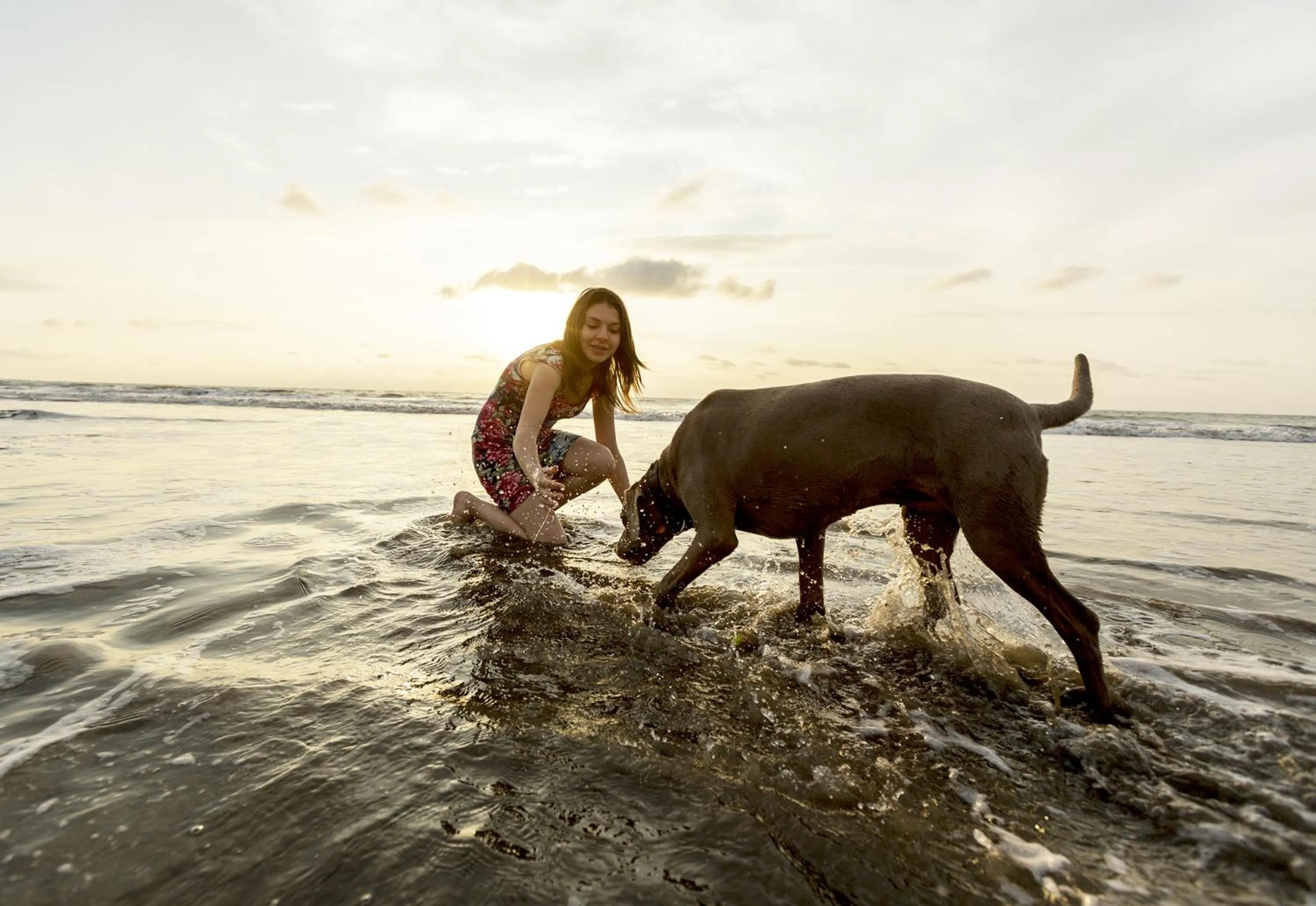 Animals in Hotel Green 9 & Beach Resort Casablanca