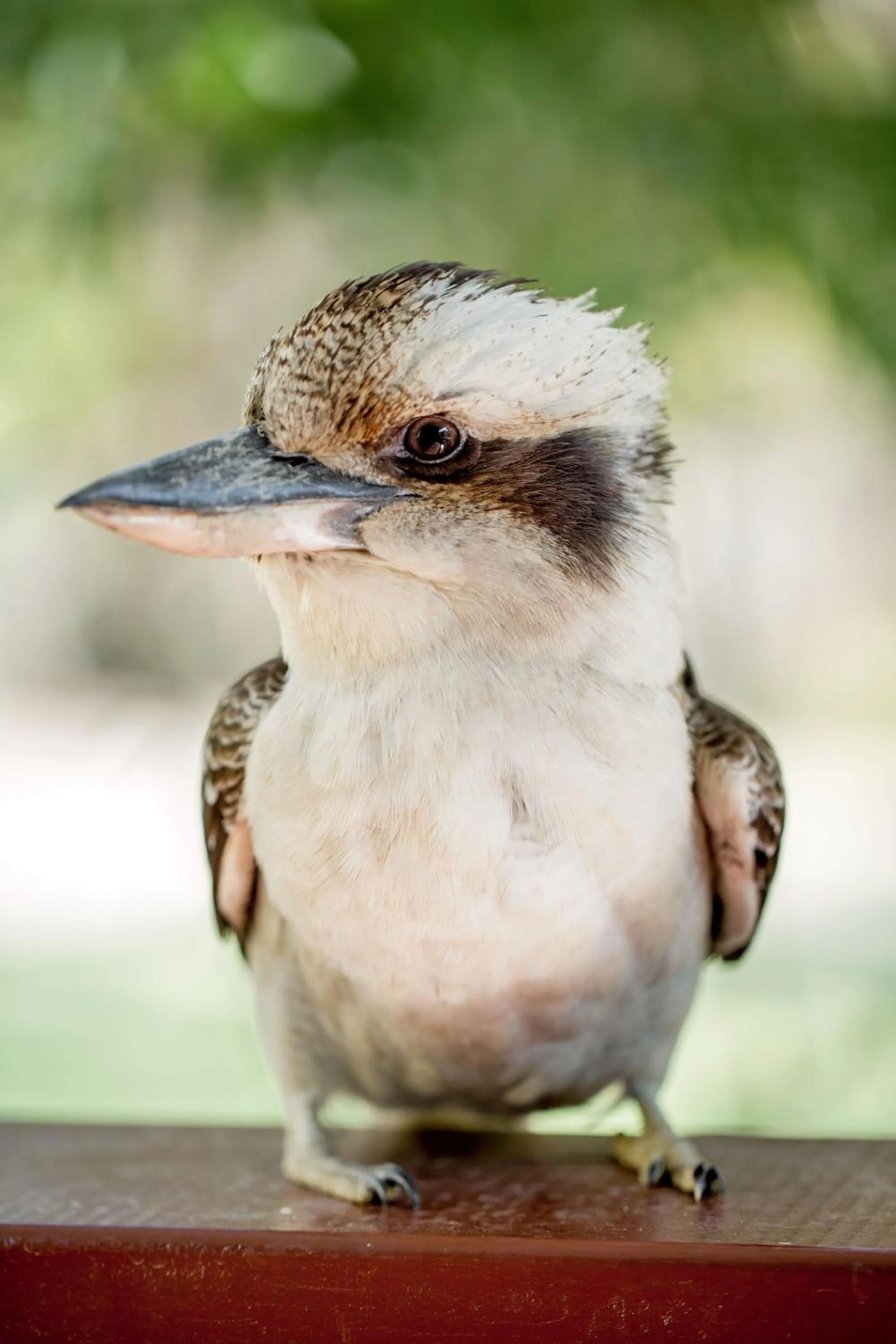 Animals in NRMA South West Rocks Holiday Park