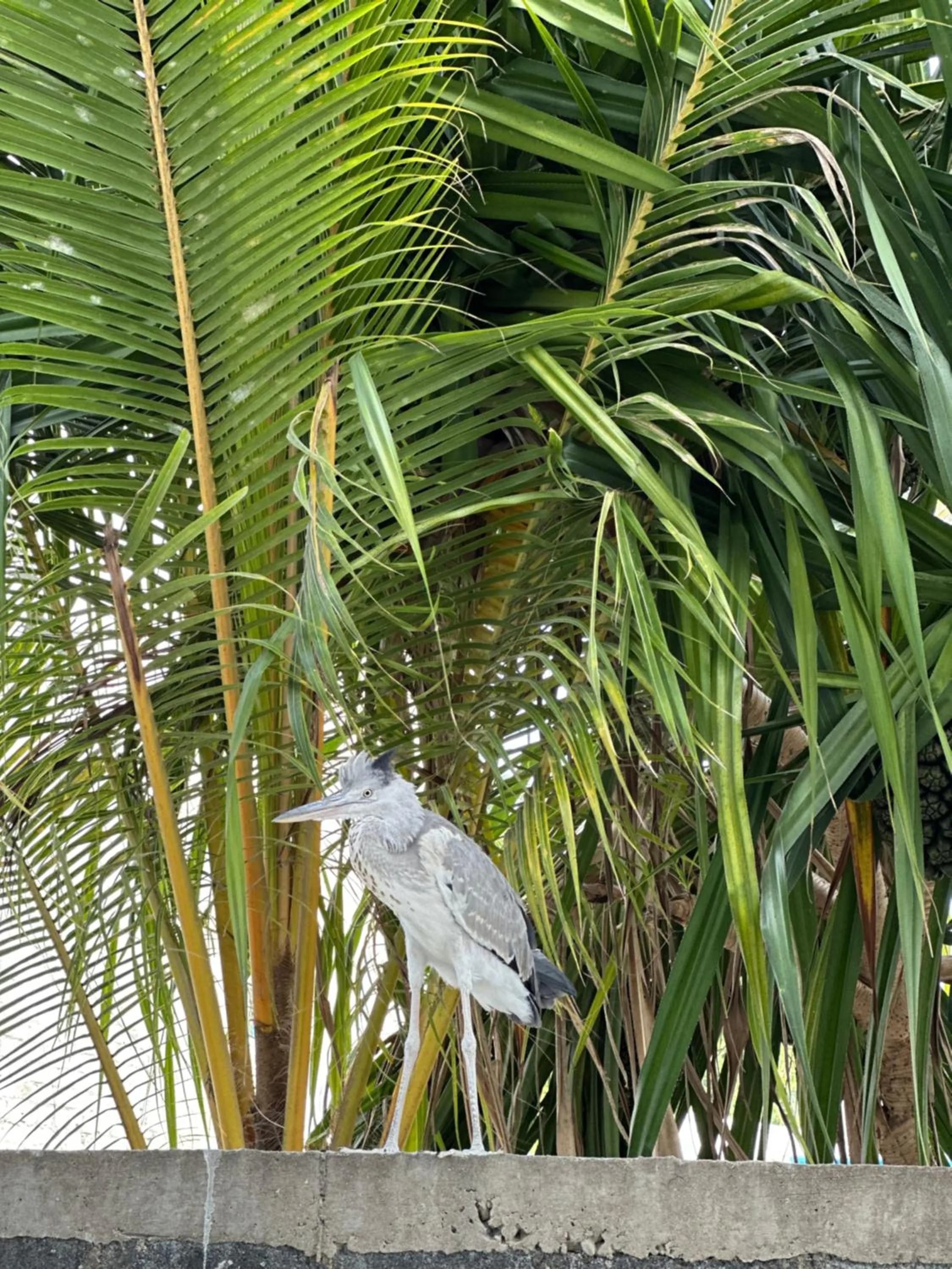 YUVi Blue Maldives & spa