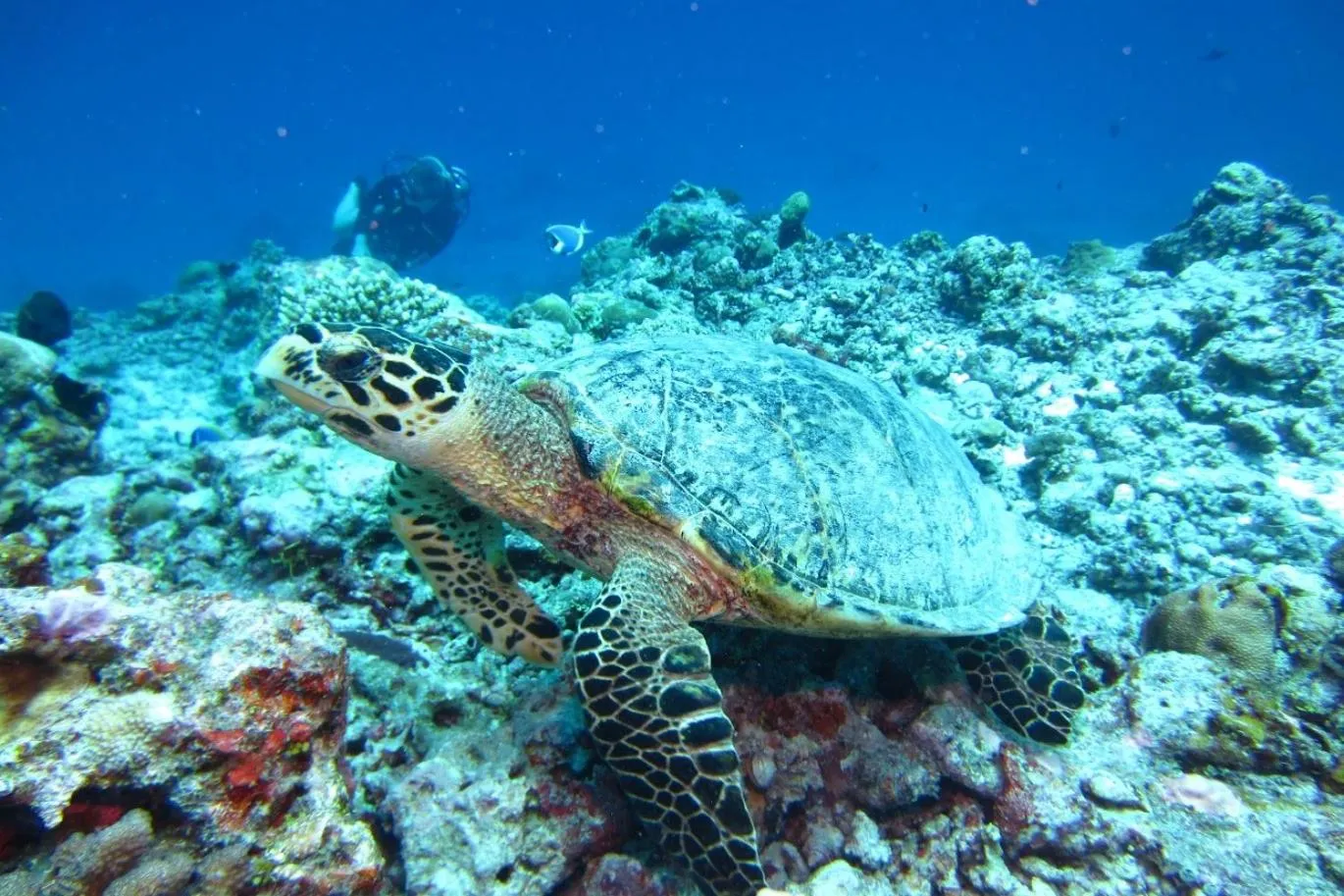 YUVi Blue Maldives & spa