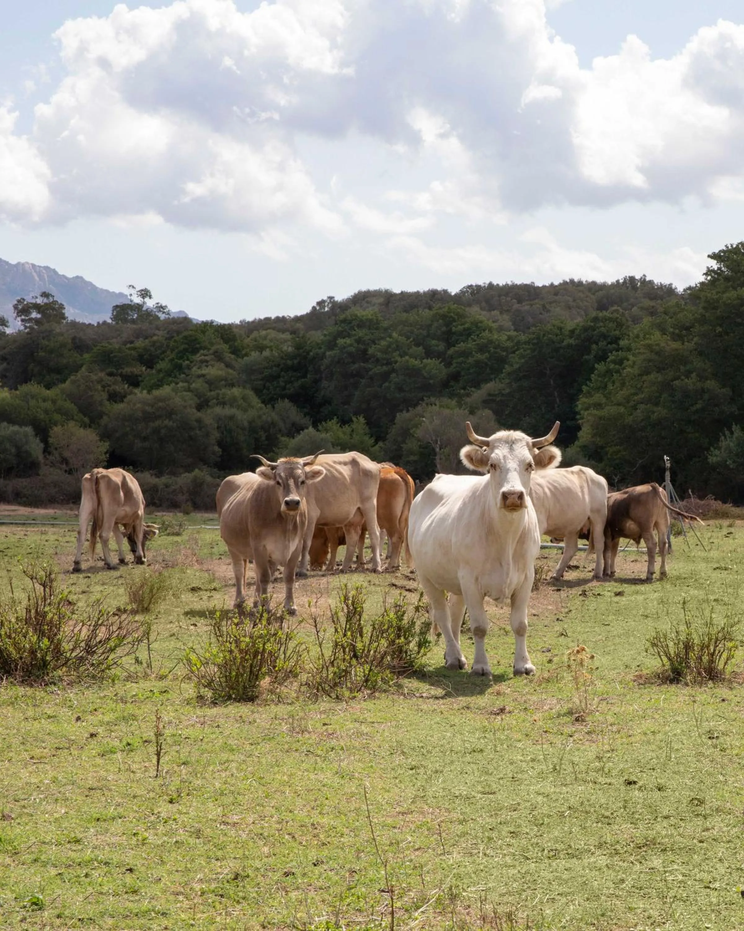 Garden in Stazzo Lu Ciaccaru