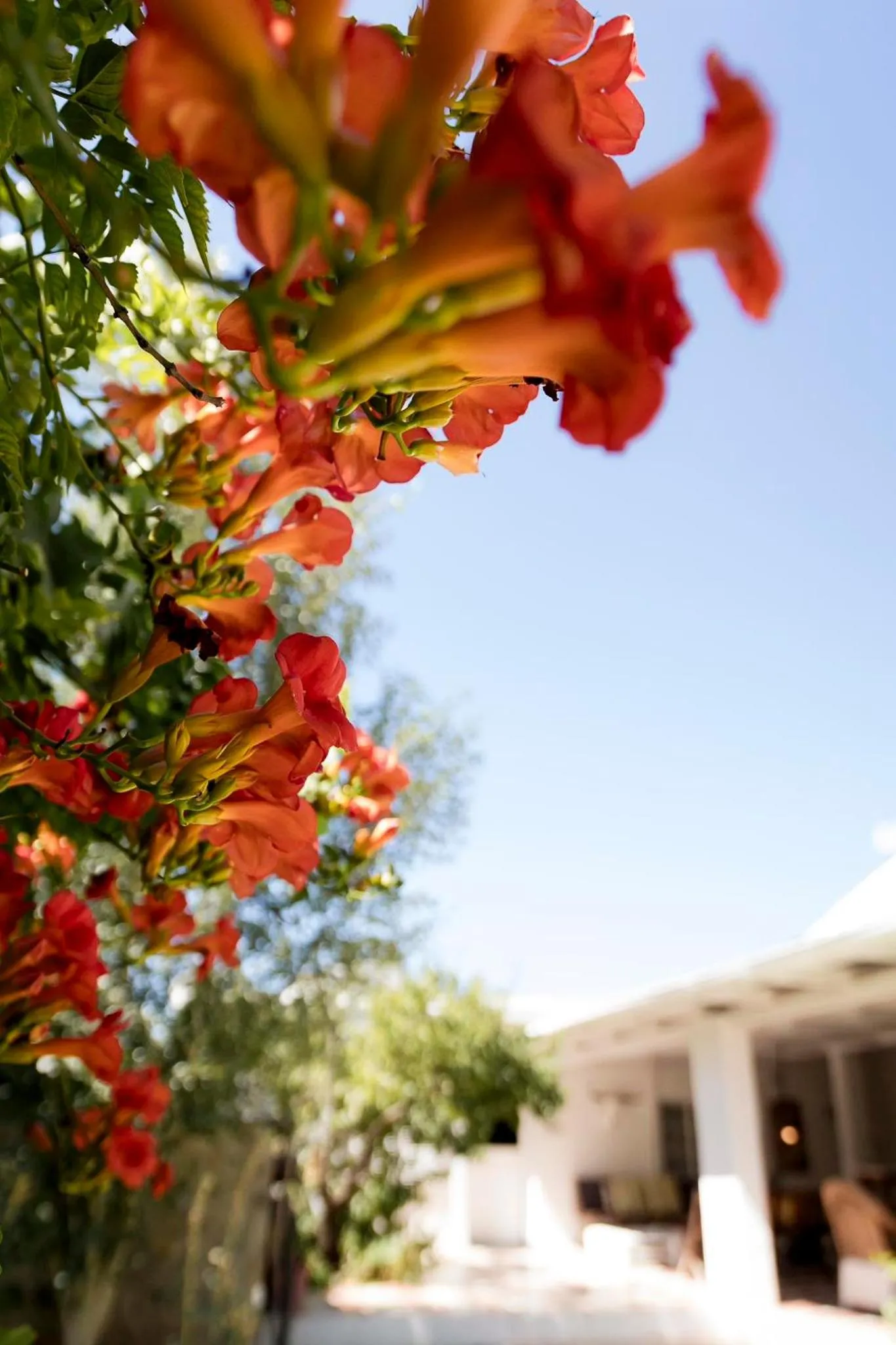 Garden in Boutique Guesthouse Hanover