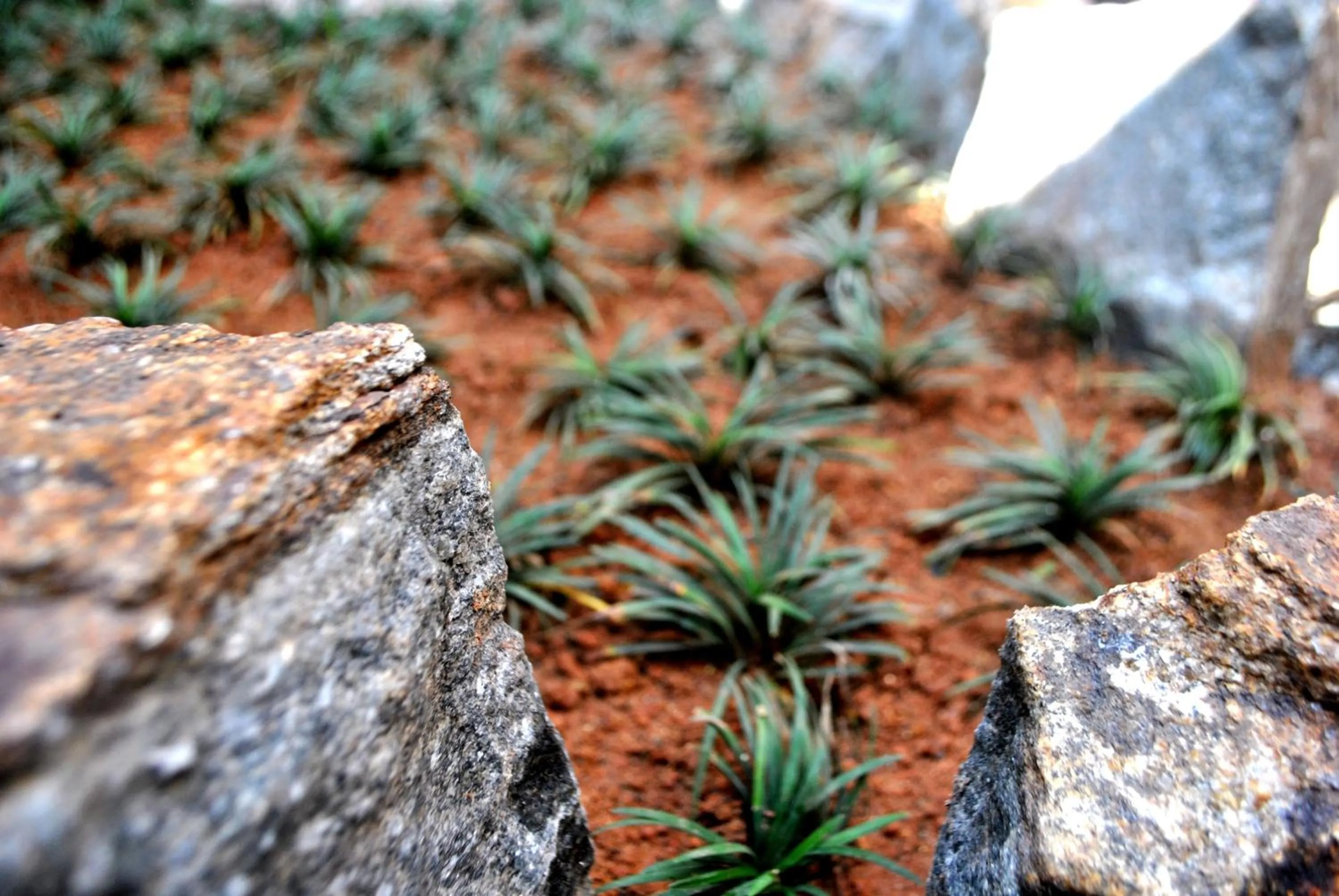 Garden in Niyati - Boutique Stay