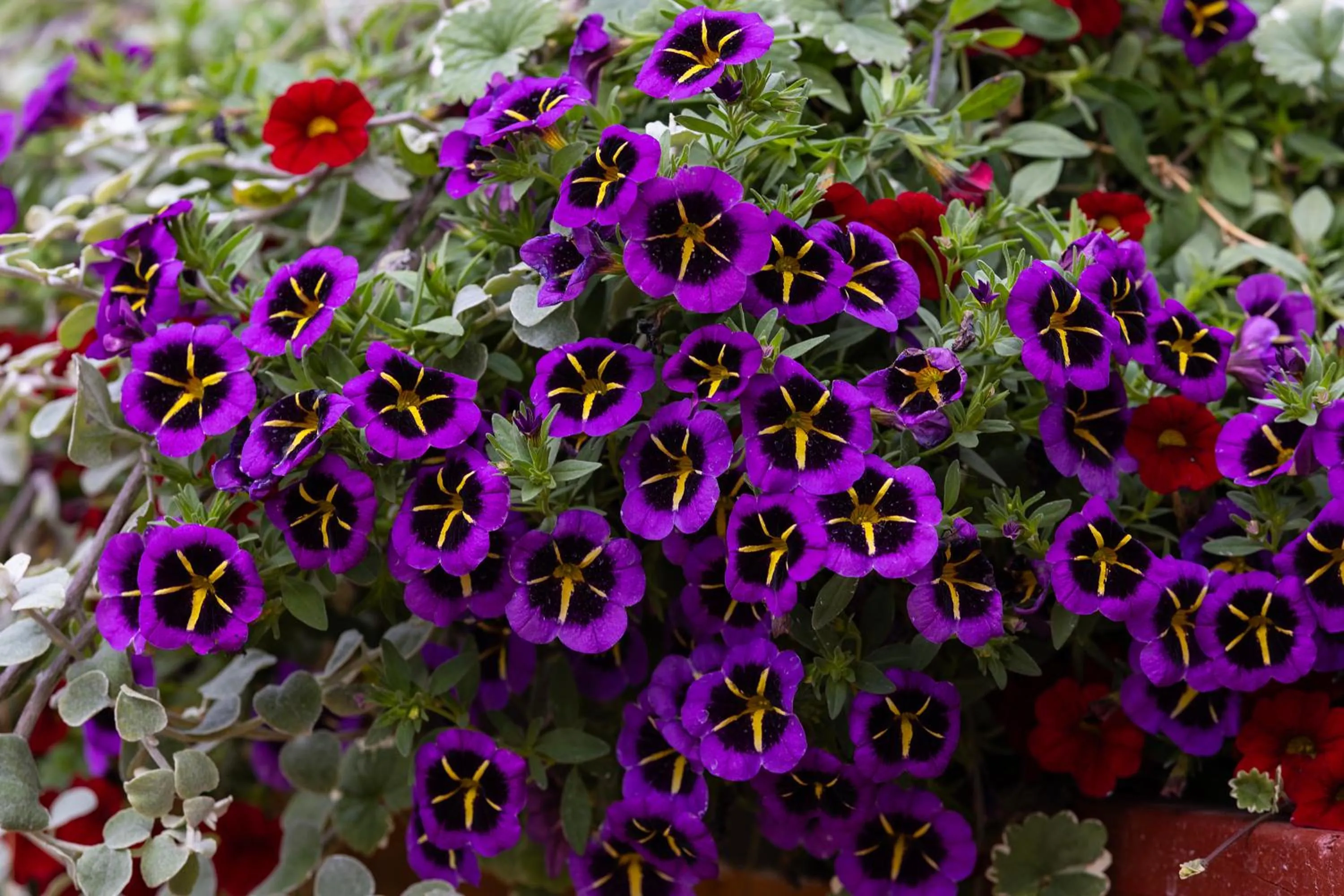 Spring in Denali Crow's Nest Cabins