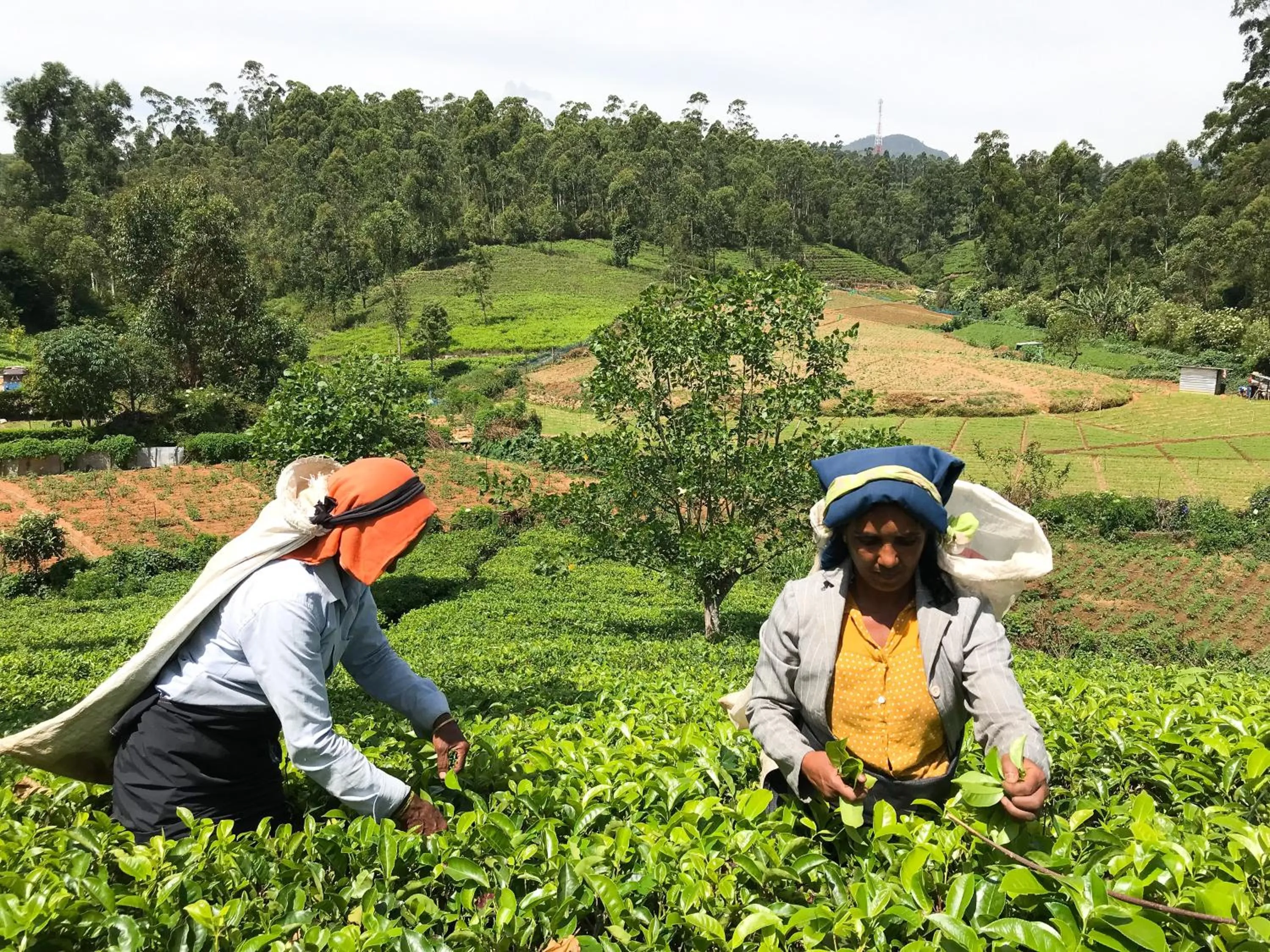 Activities in Stafford Bungalow - Exclusive Luxury Within A Private Tea Estate