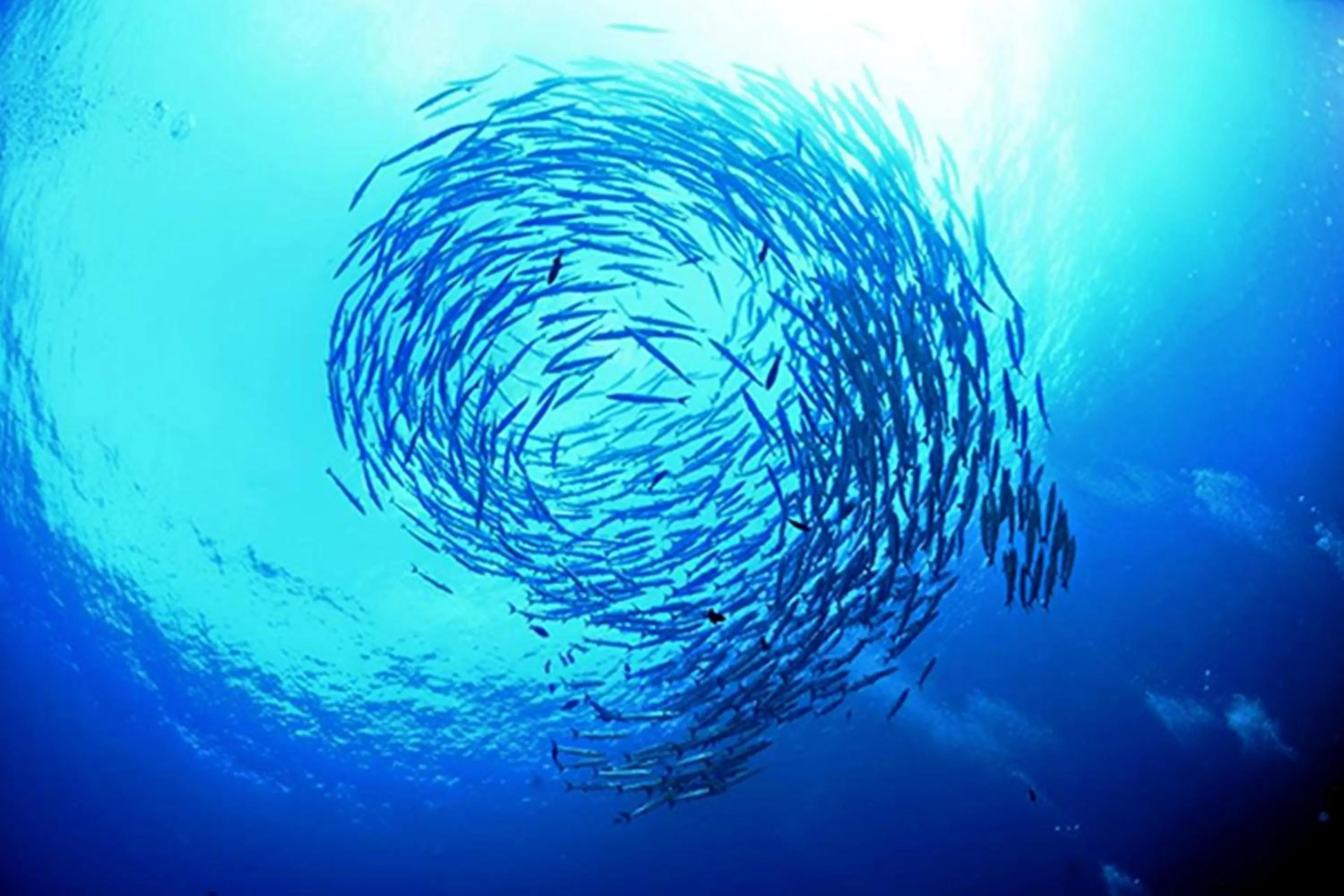 Snorkeling in O k Chawkoh Bungalow