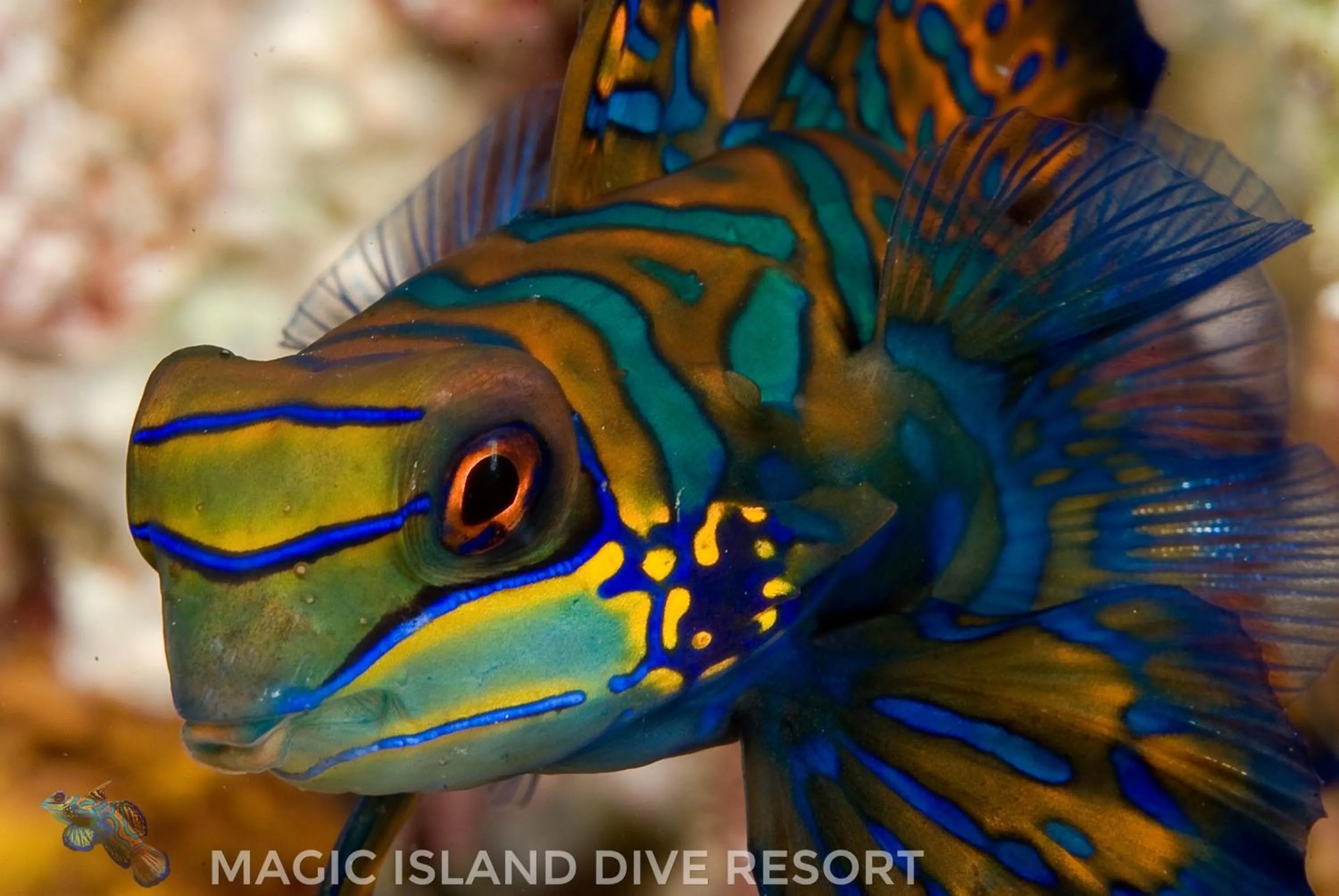 Diving in Magic Island Dive Resort