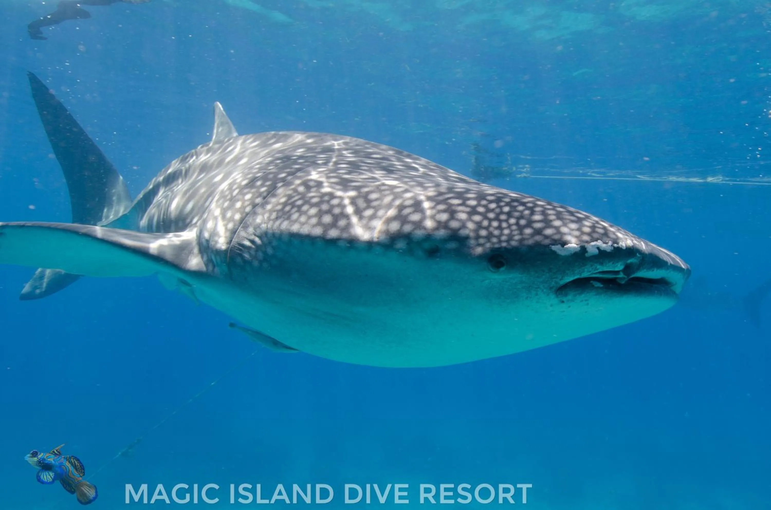 Snorkeling in Magic Island Dive Resort