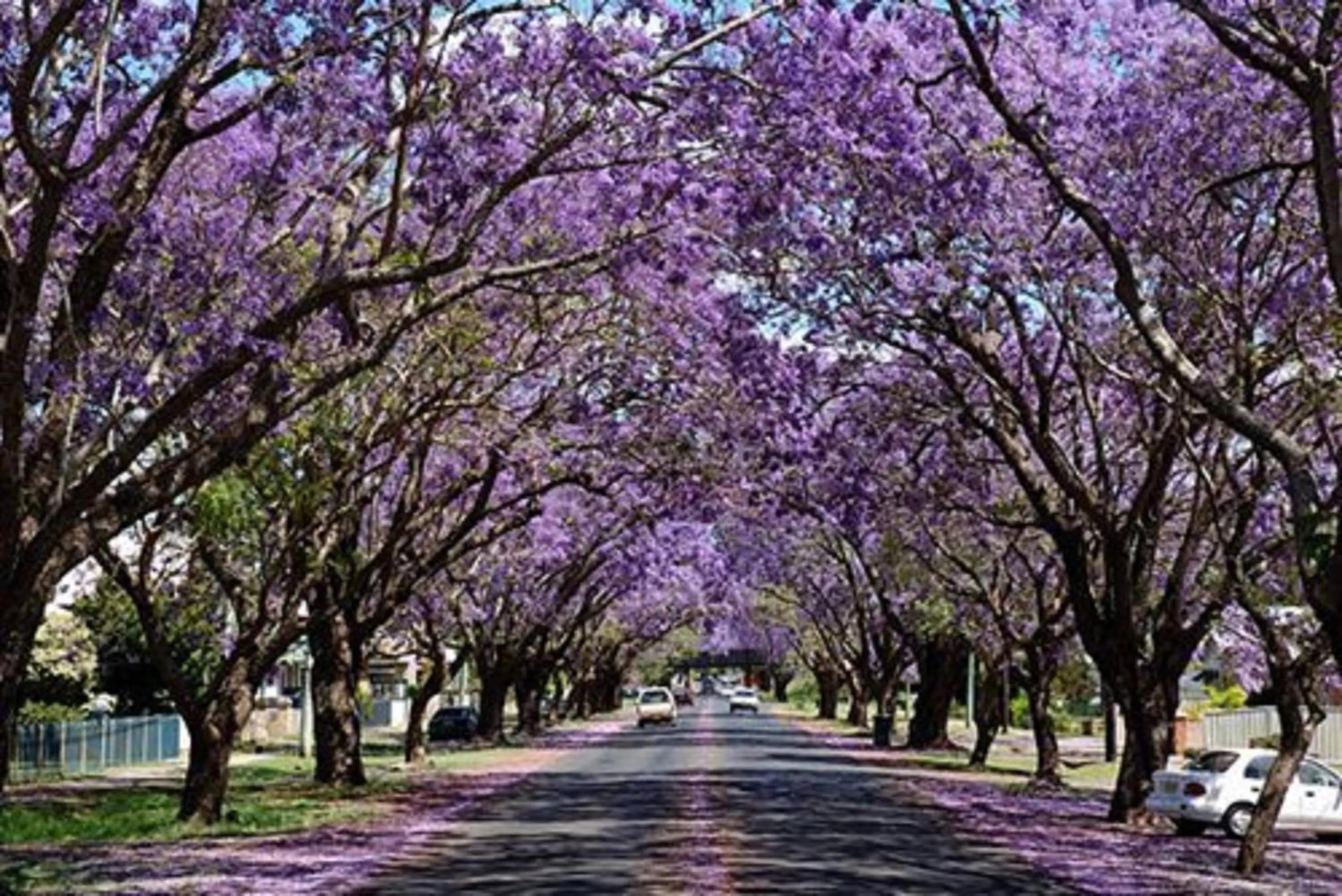 Area and facilities in Civic Motel Grafton