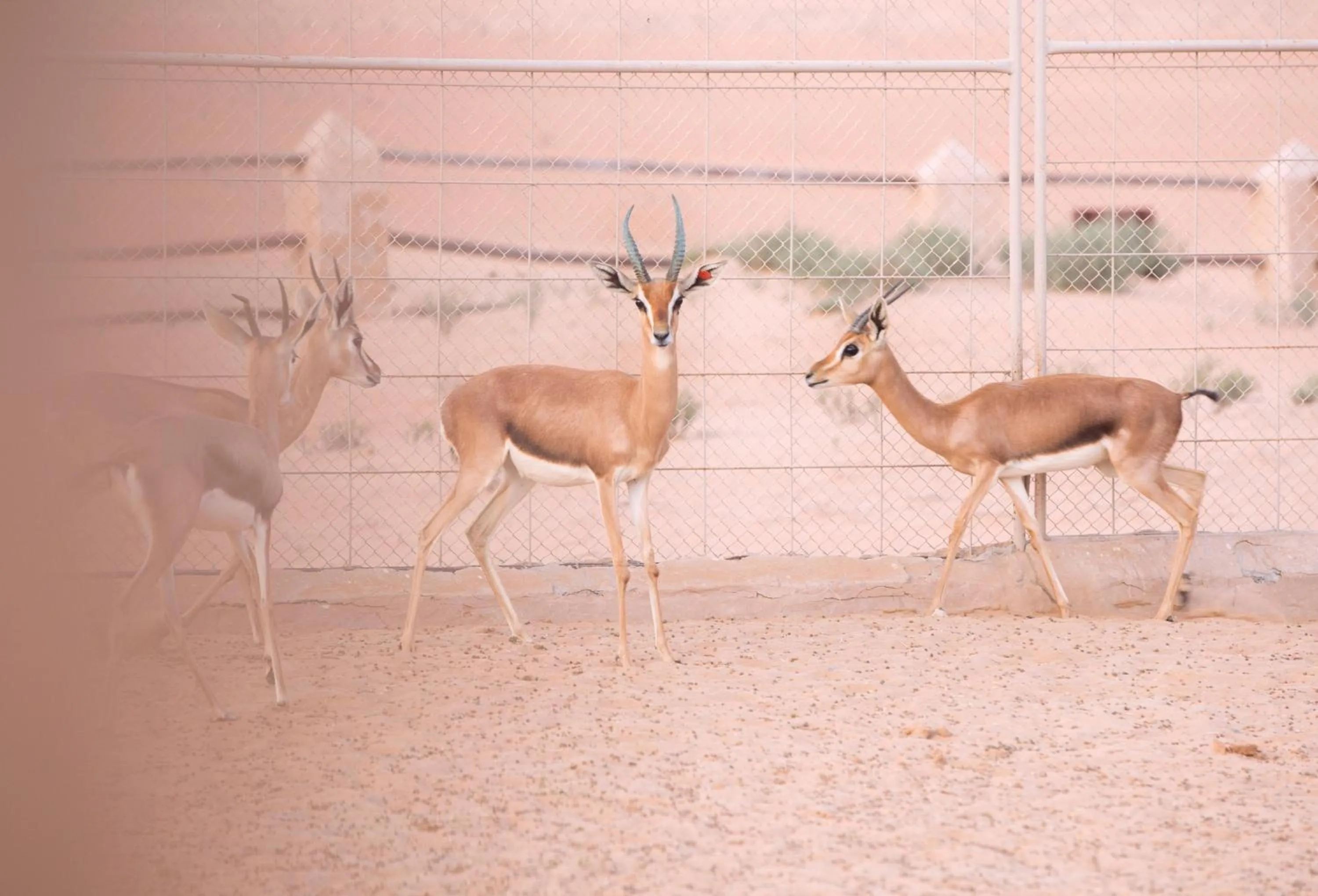 Pets in Thousand Nights Camp