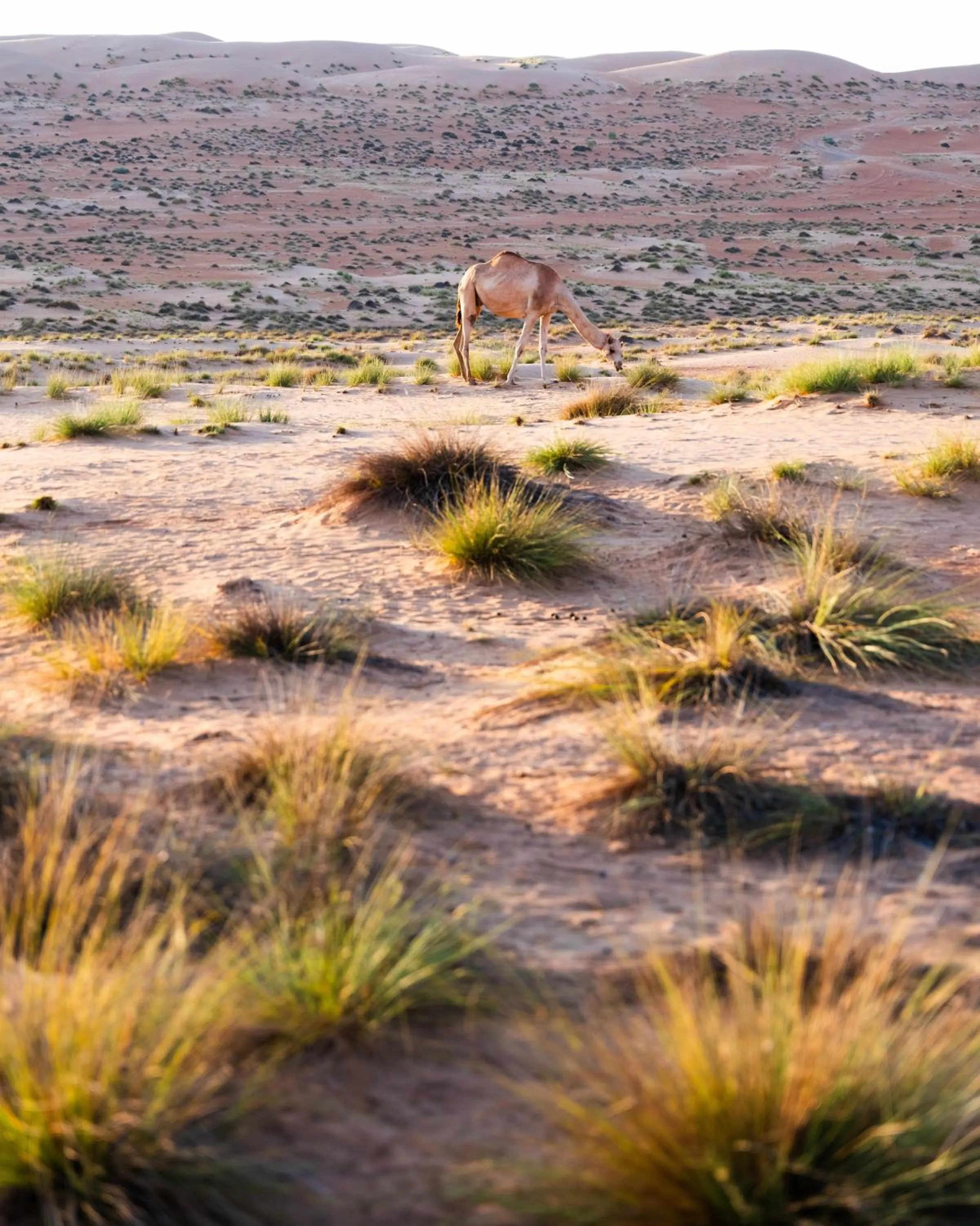 Natural landscape in Thousand Nights Camp