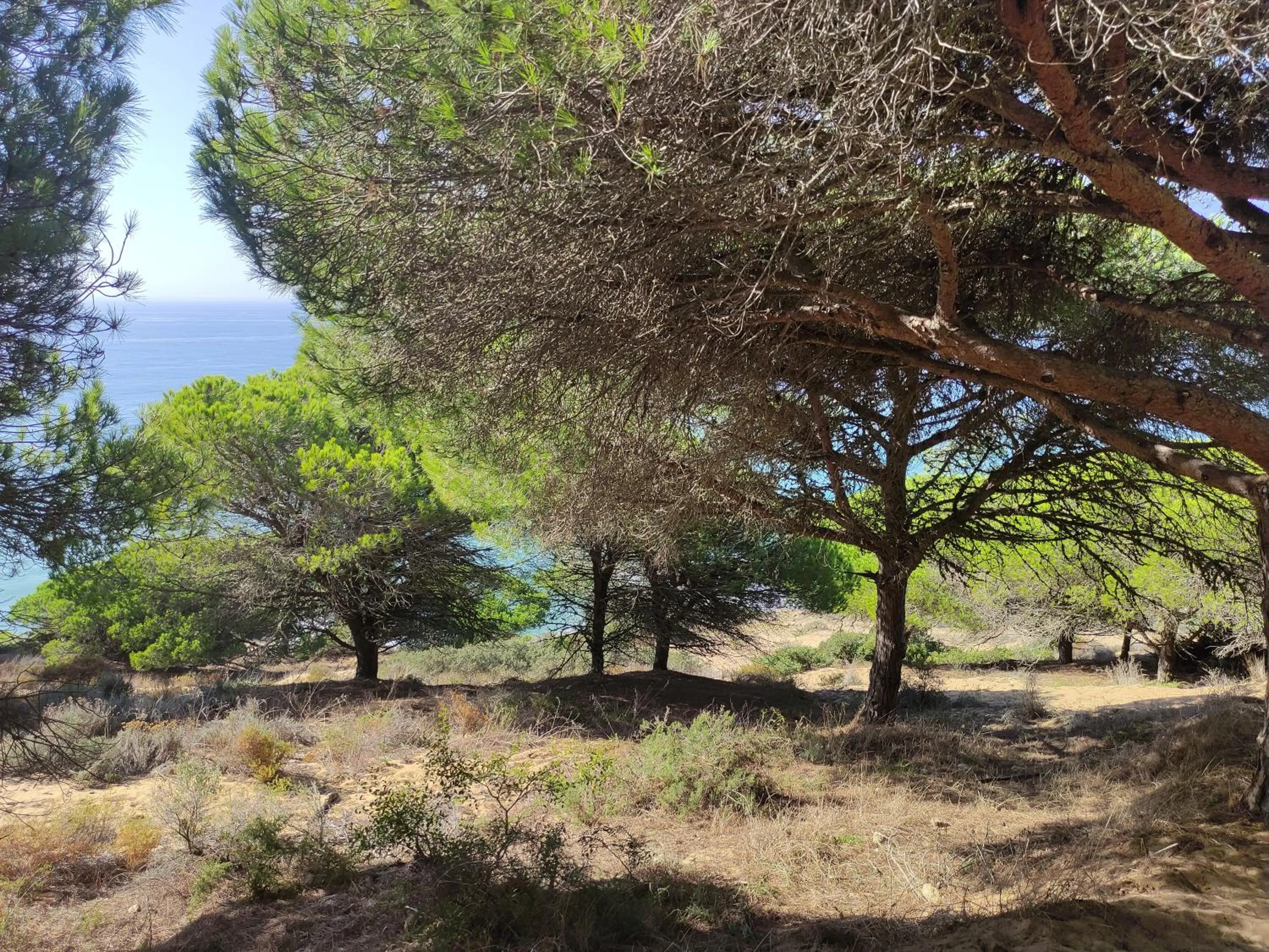Natural landscape in Bungalows Los Castillejos