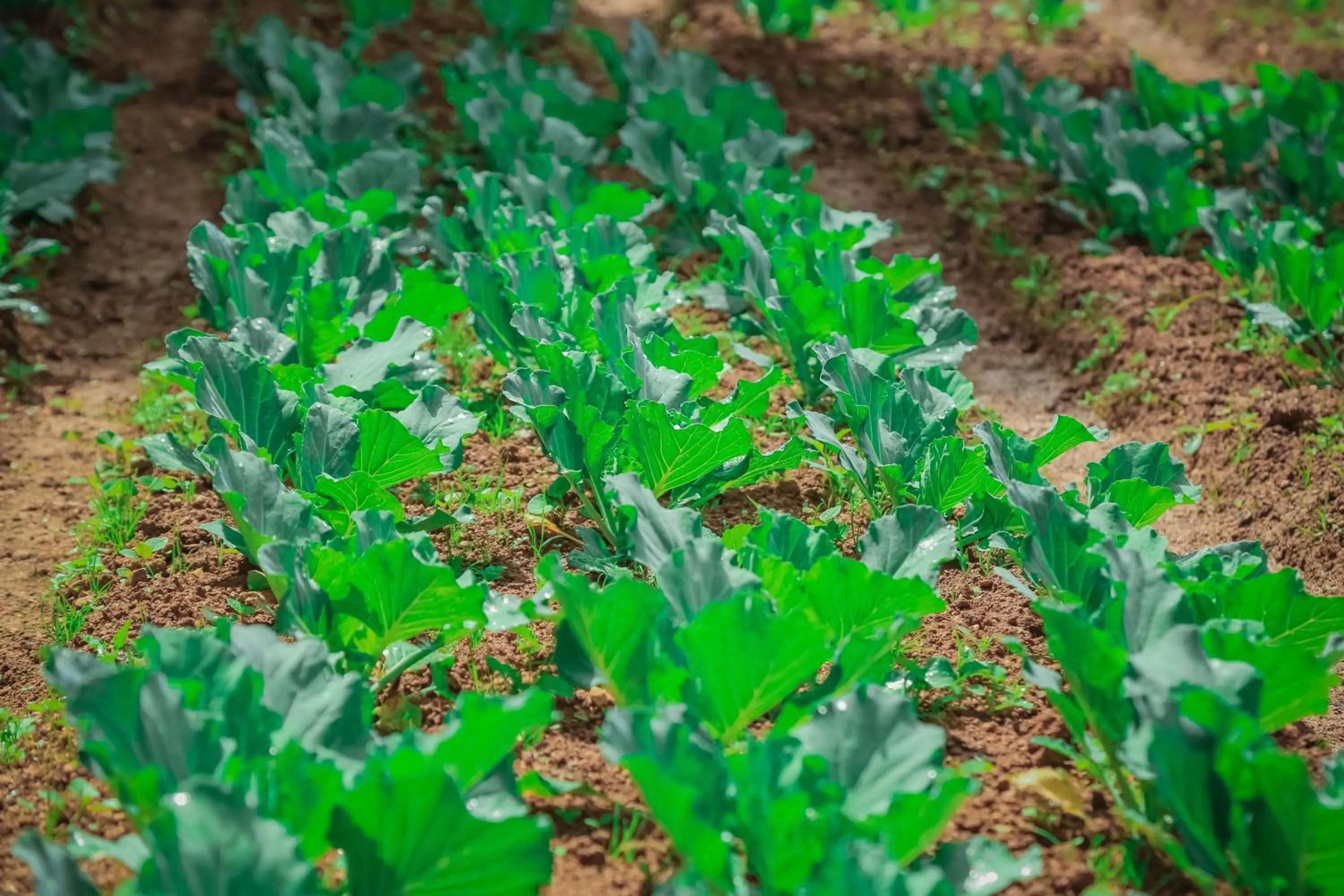 Garden in House of Leisure