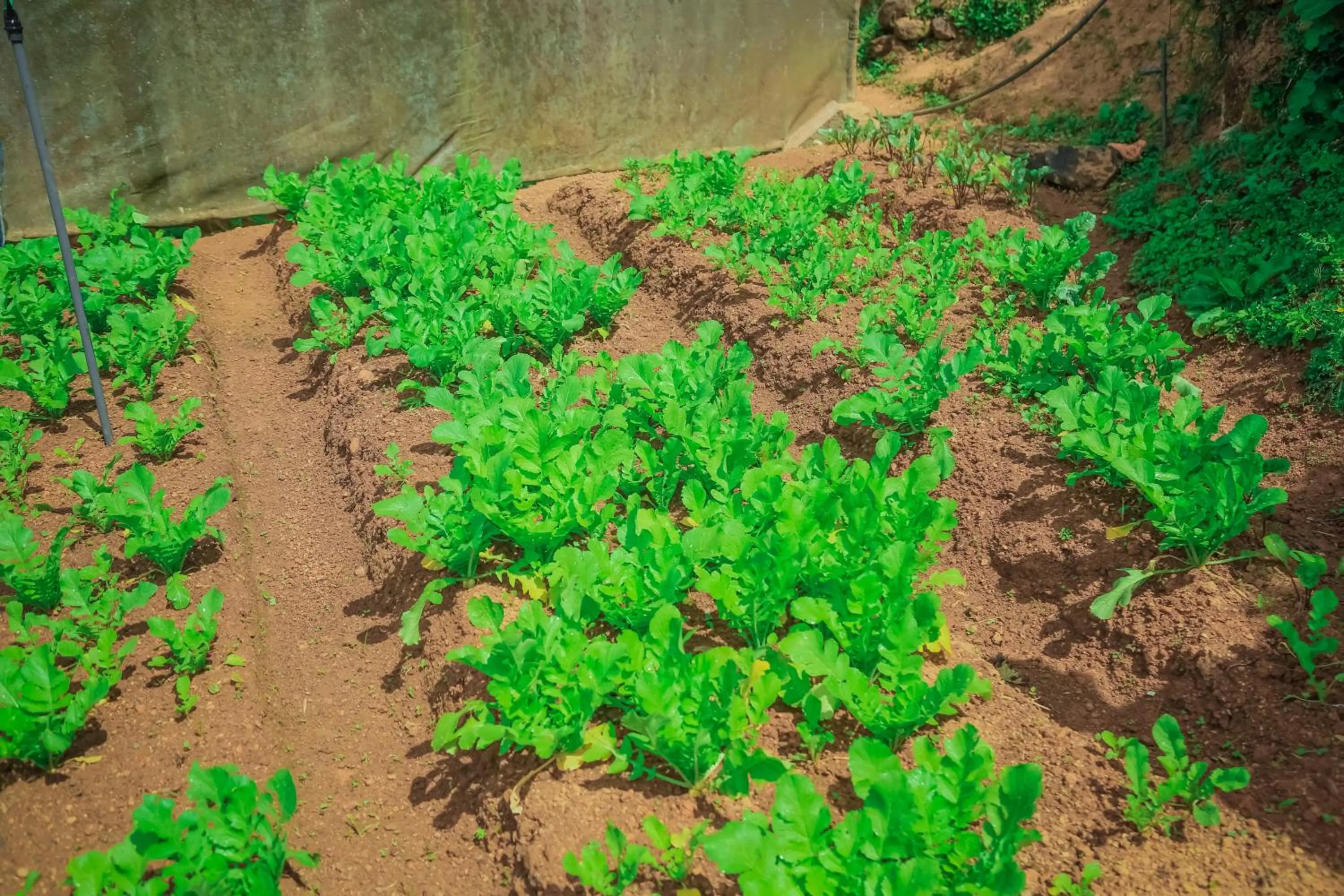Garden in House of Leisure