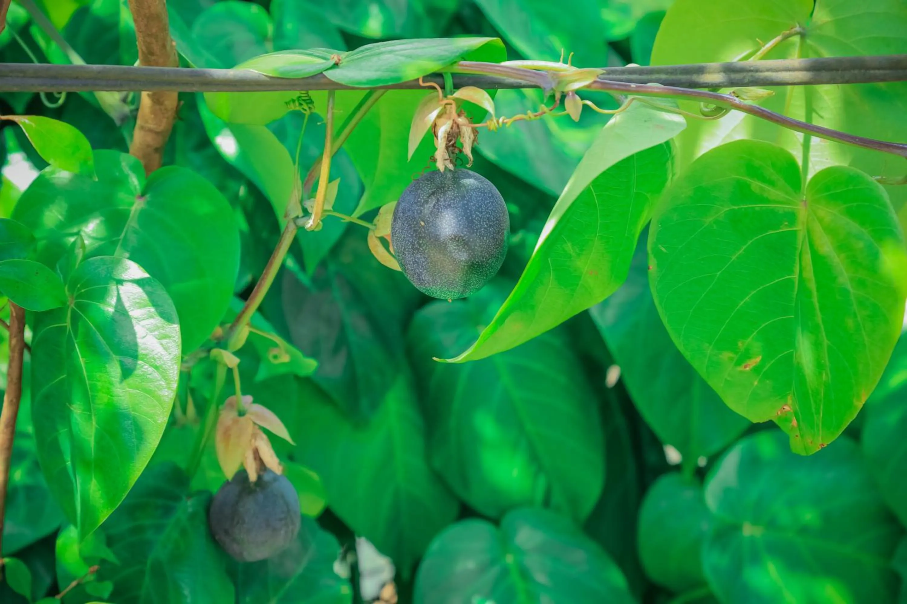 Garden in House of Leisure
