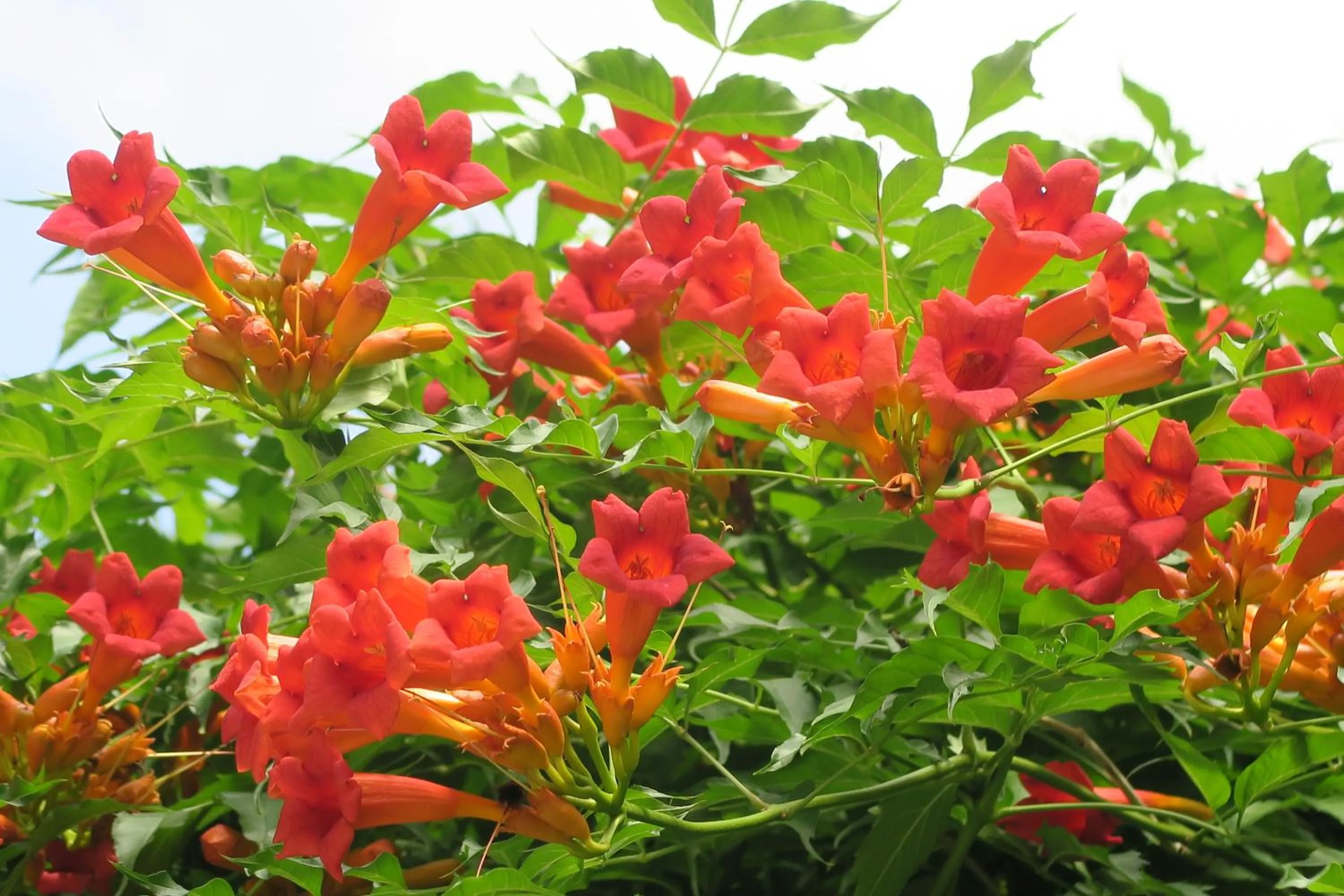 Garden in Apartments near Lesser Town