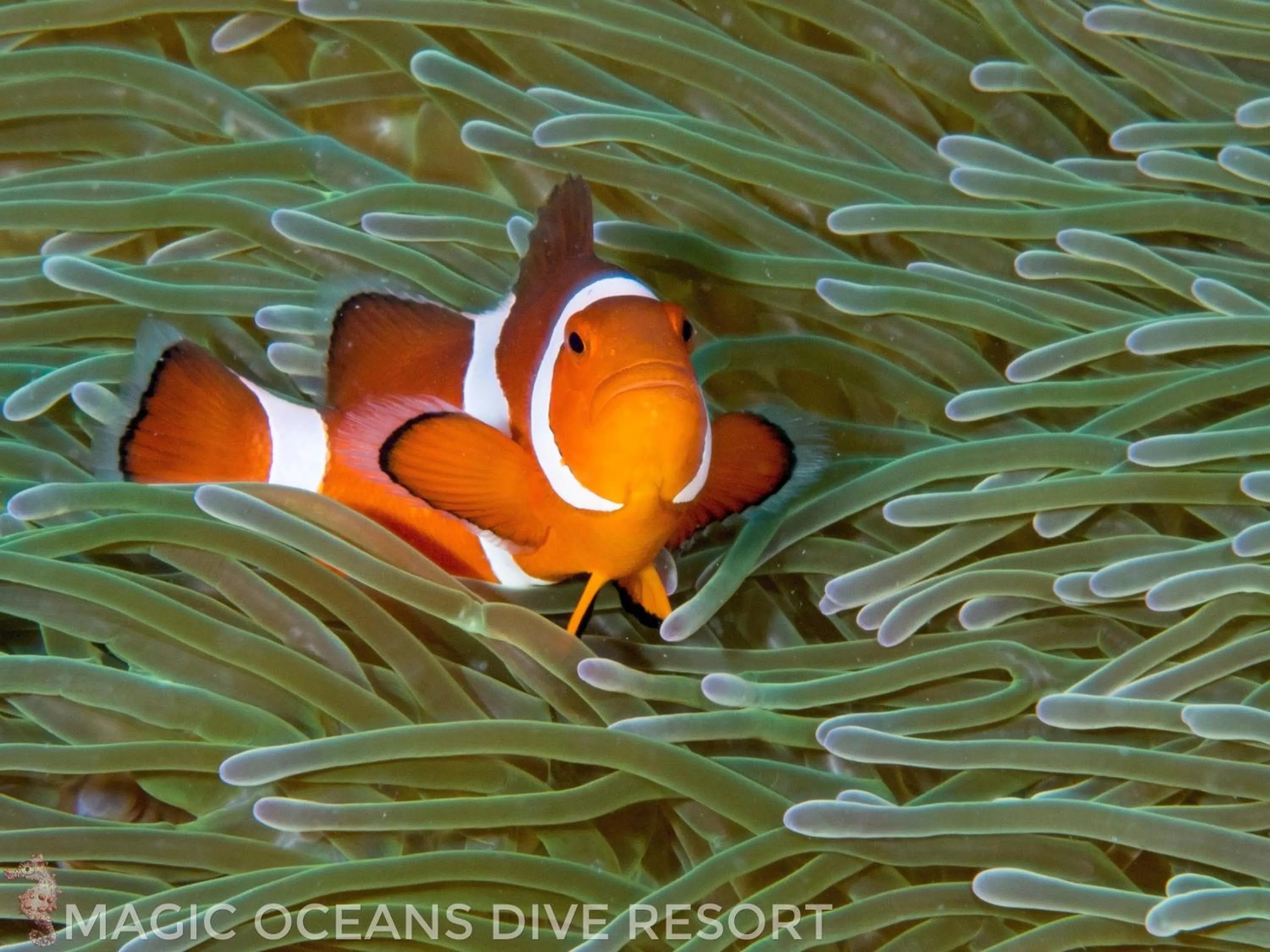 Diving in Magic Oceans Dive Resort
