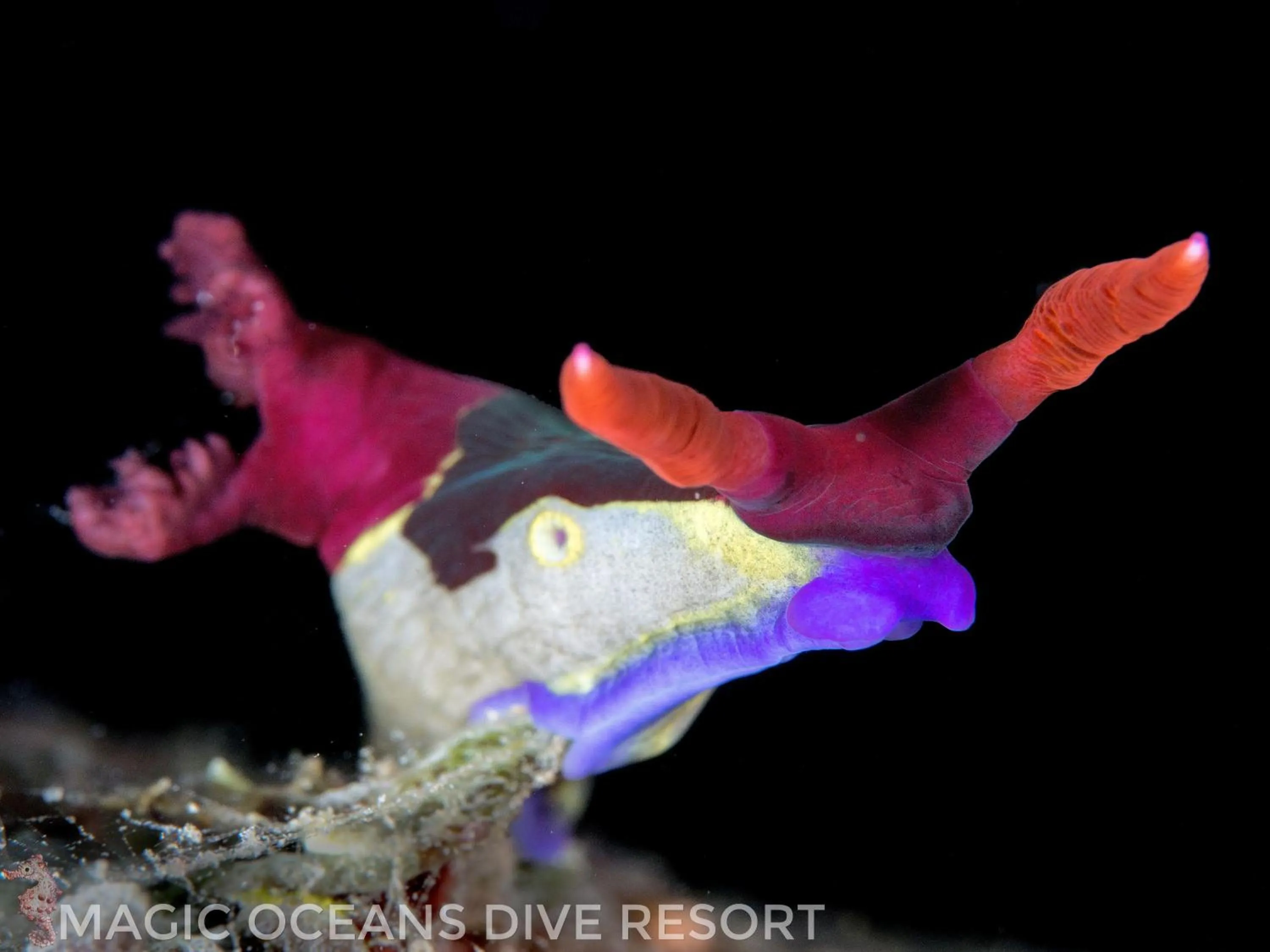 Diving in Magic Oceans Dive Resort