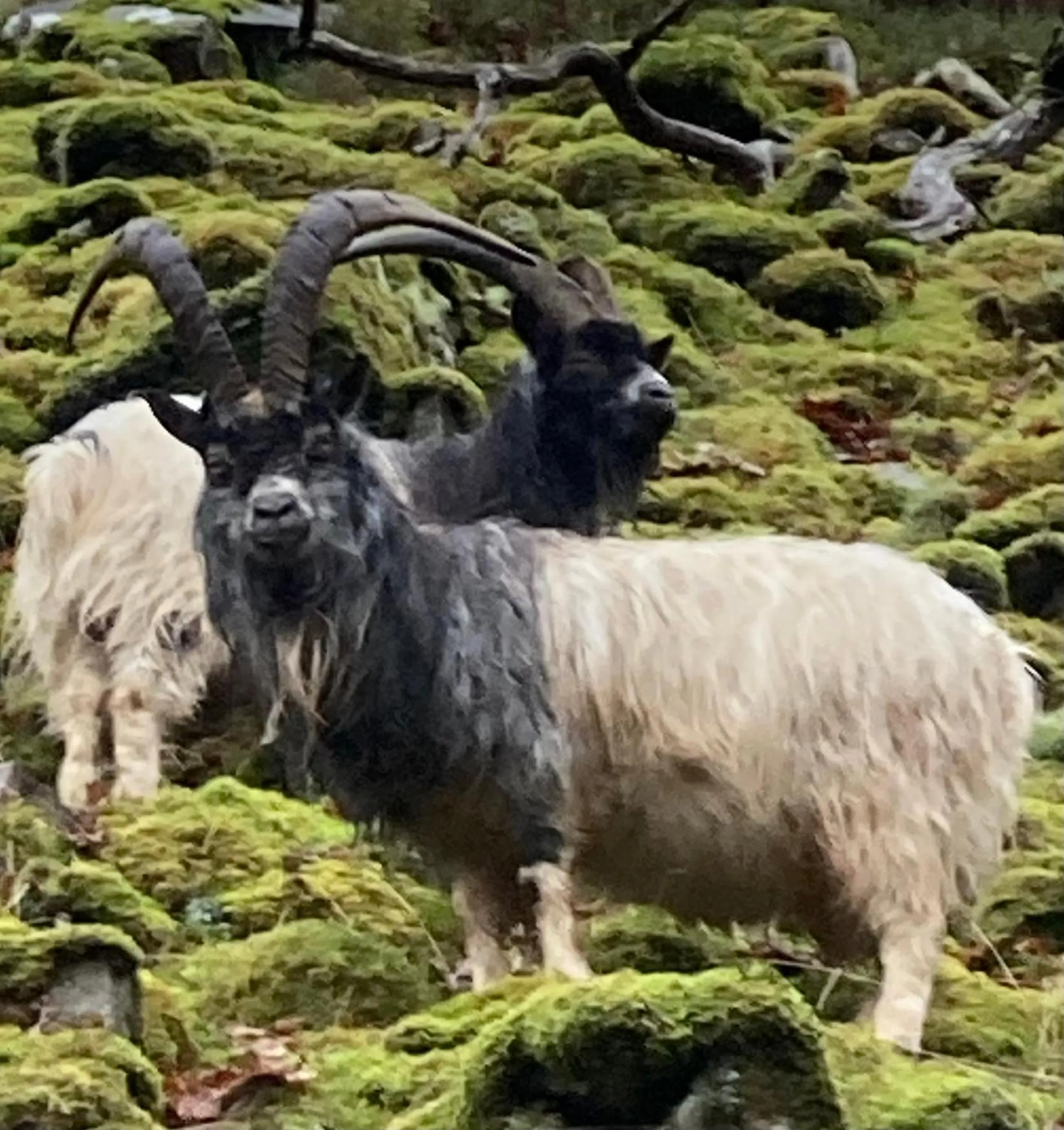 Animals in Garth Engan Private Self Contained B&B with Garden Area