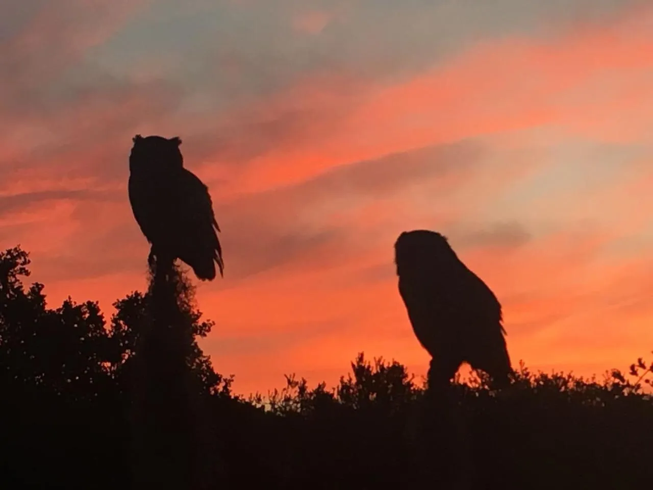 Animals in Charlotte House