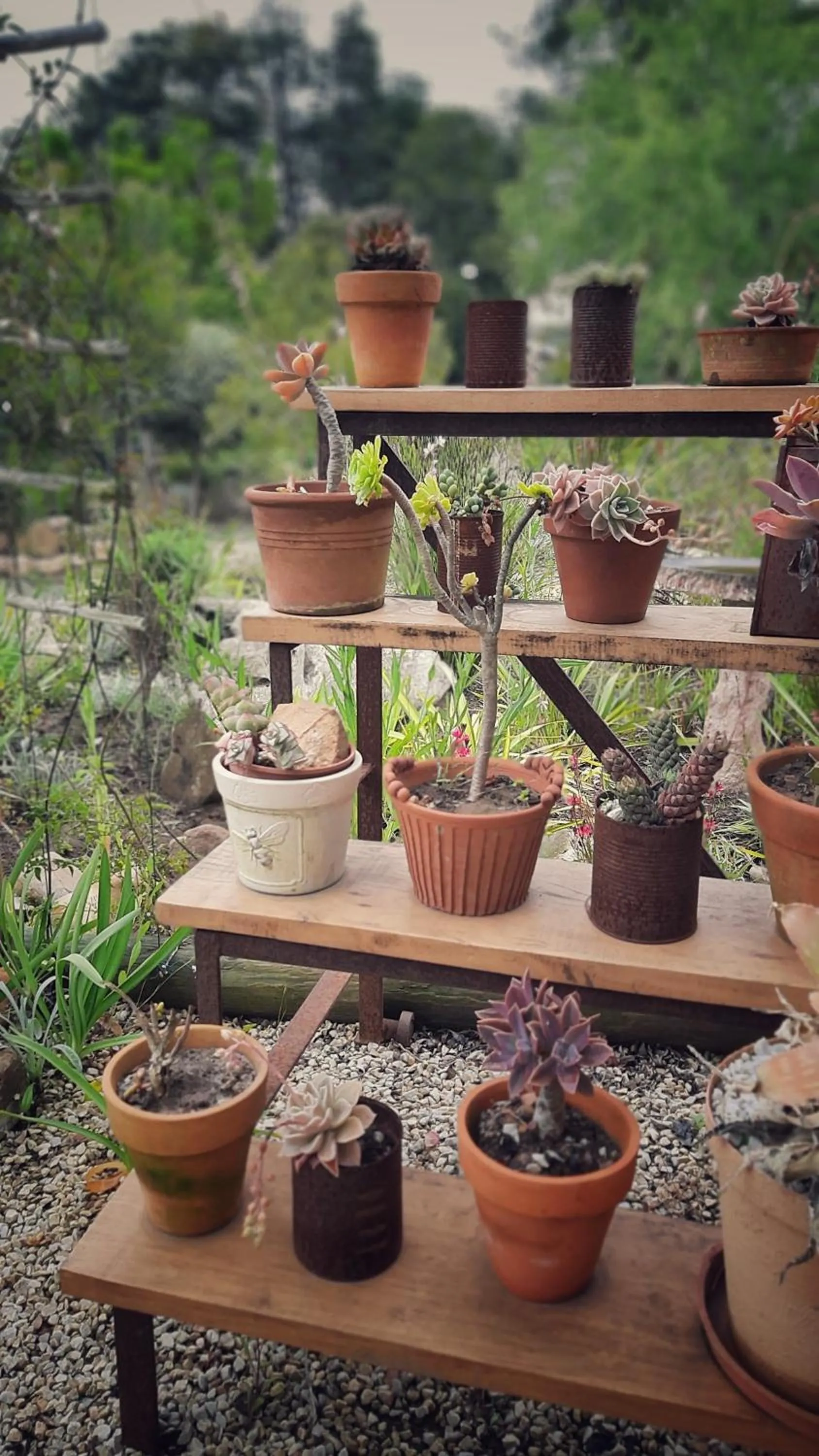 Garden in Woodlands Self Catering