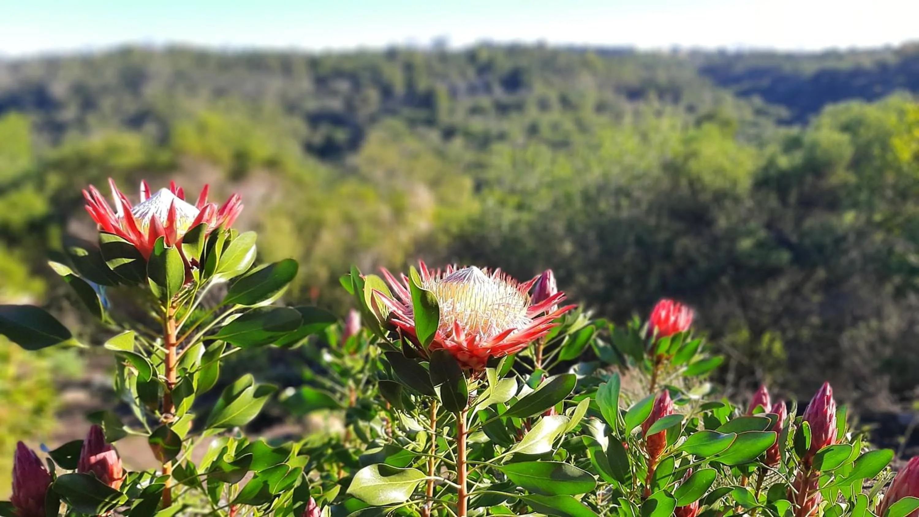 Woodlands Self Catering