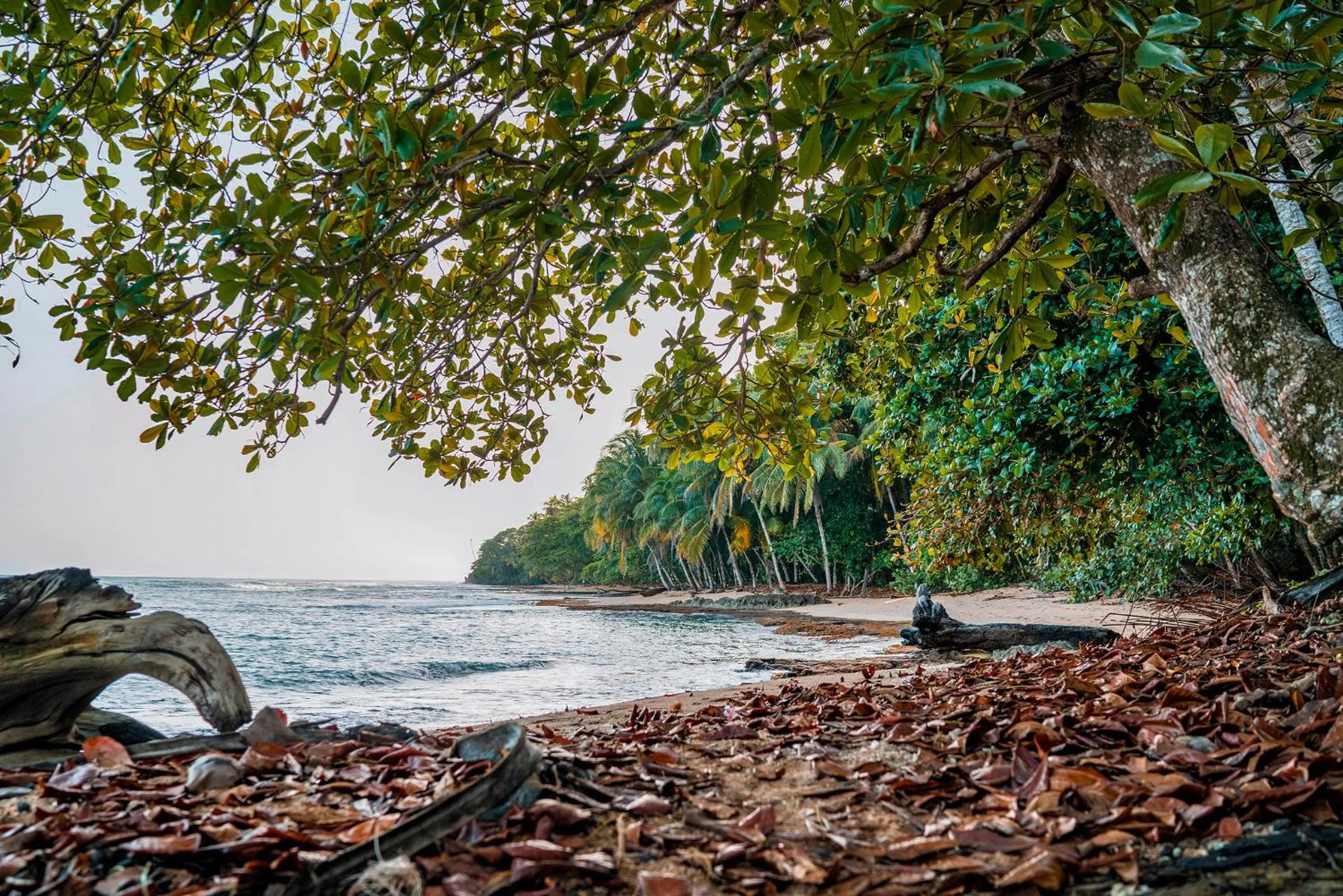 Beach in Casitas Las Flores