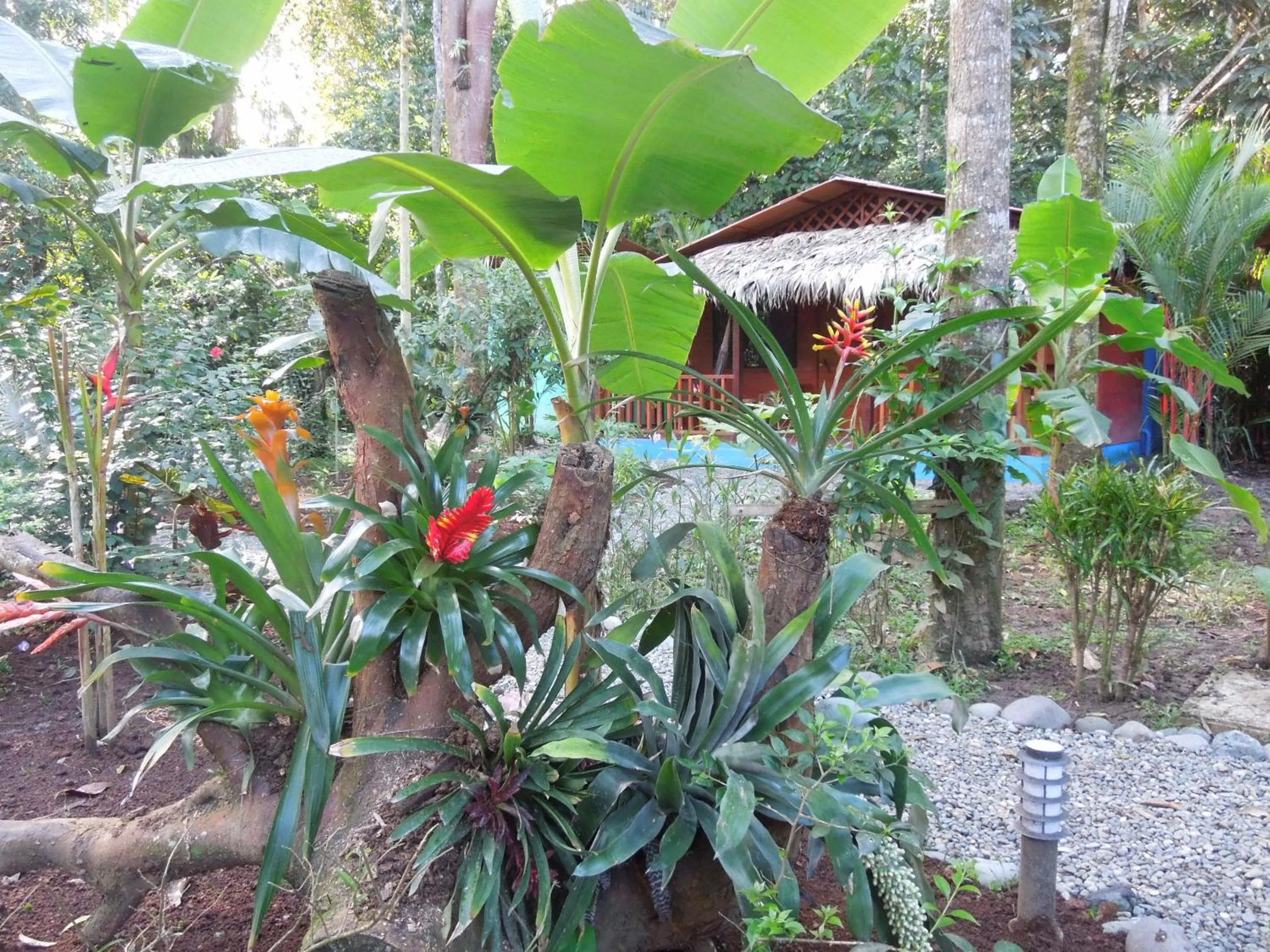 Garden in Casitas Las Flores