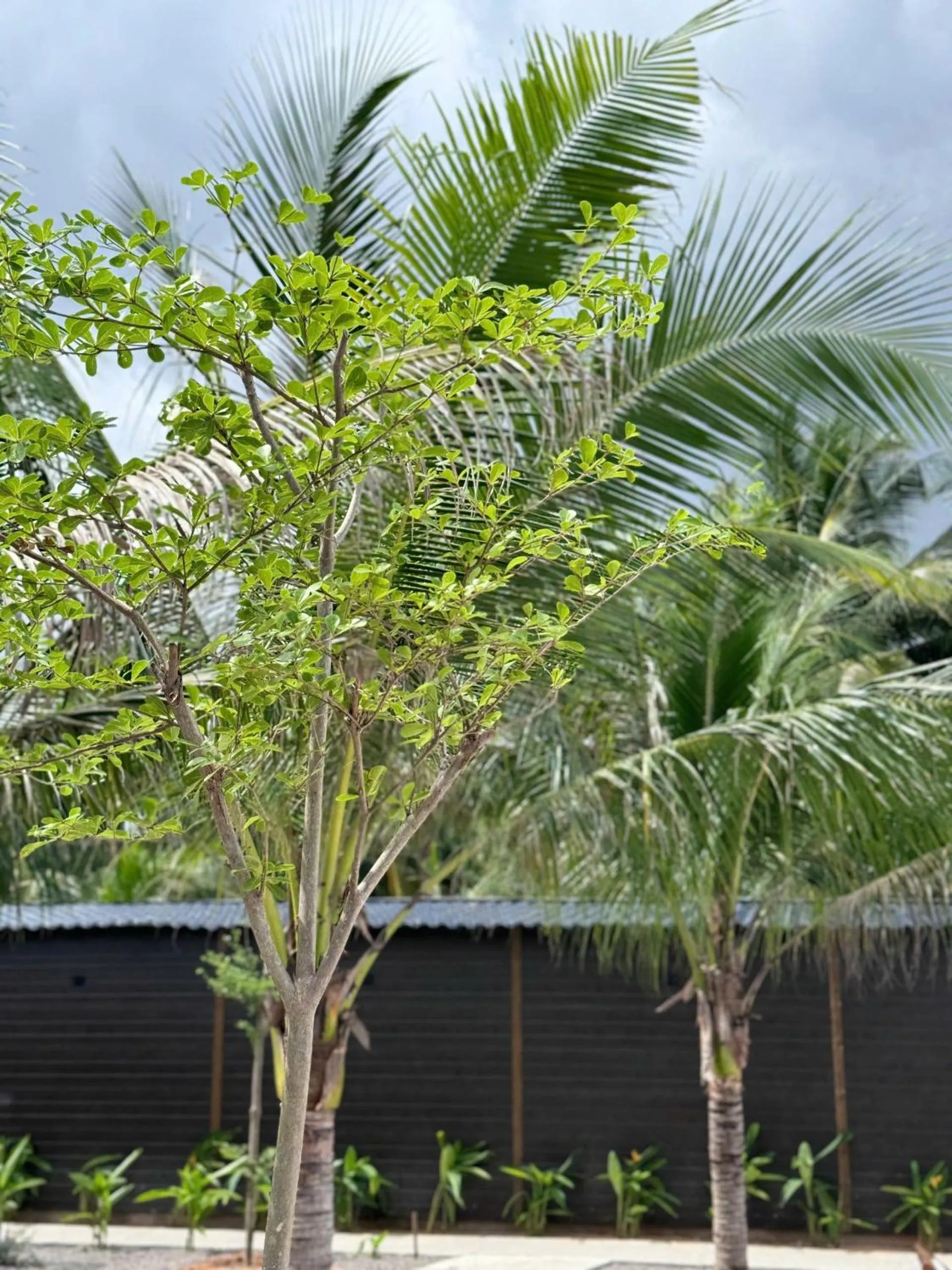 Wanderlust garden inn