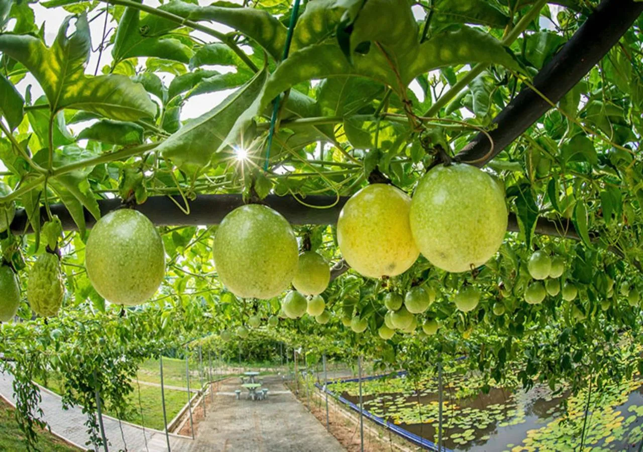 Other in The Orchard Wellness & Health Resort